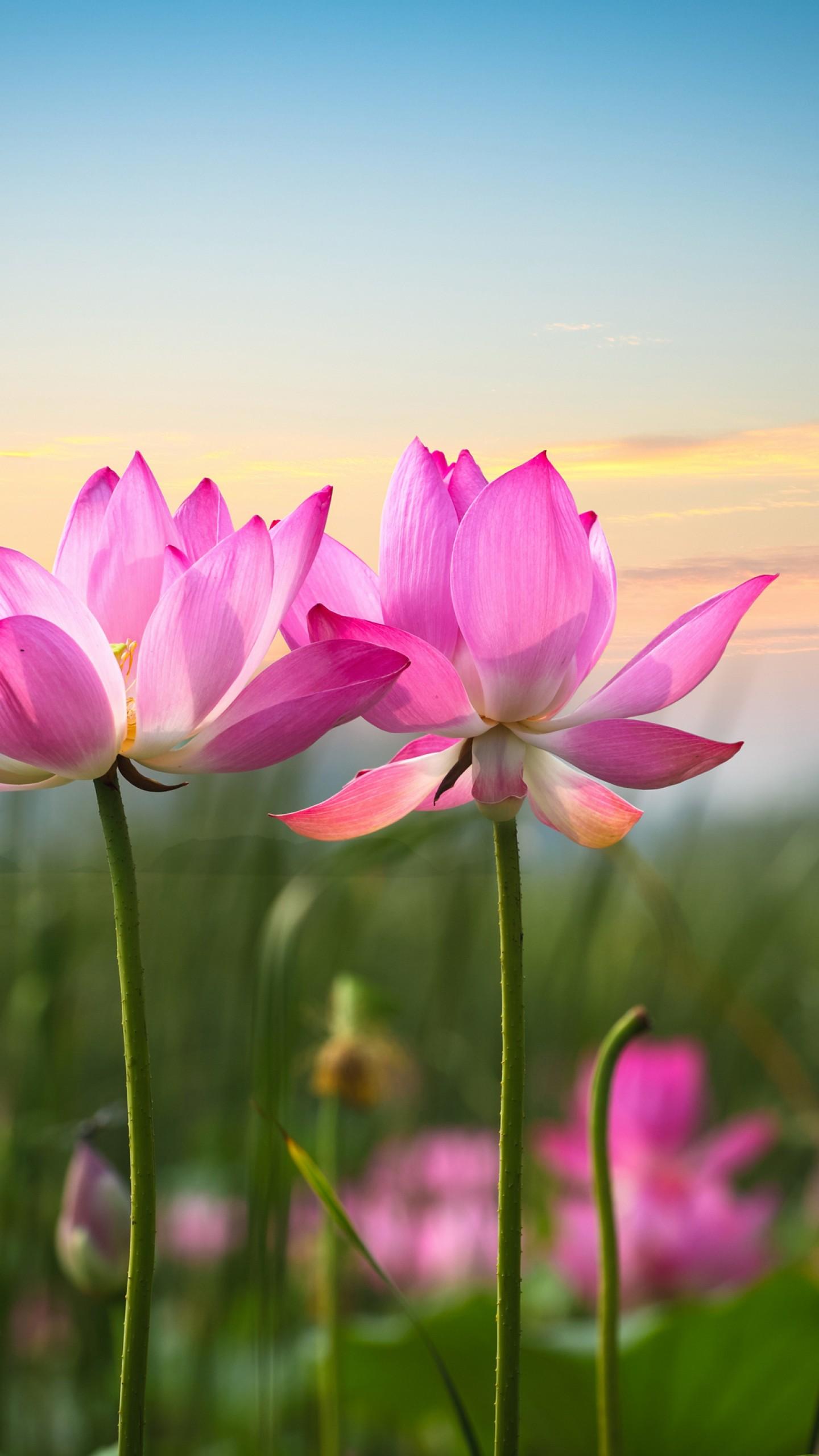 Wallpaper Lotus flowers, Pink flowers, HD, Flowers,. Wallpaper for iPhone, Android, Mobile and Desktop