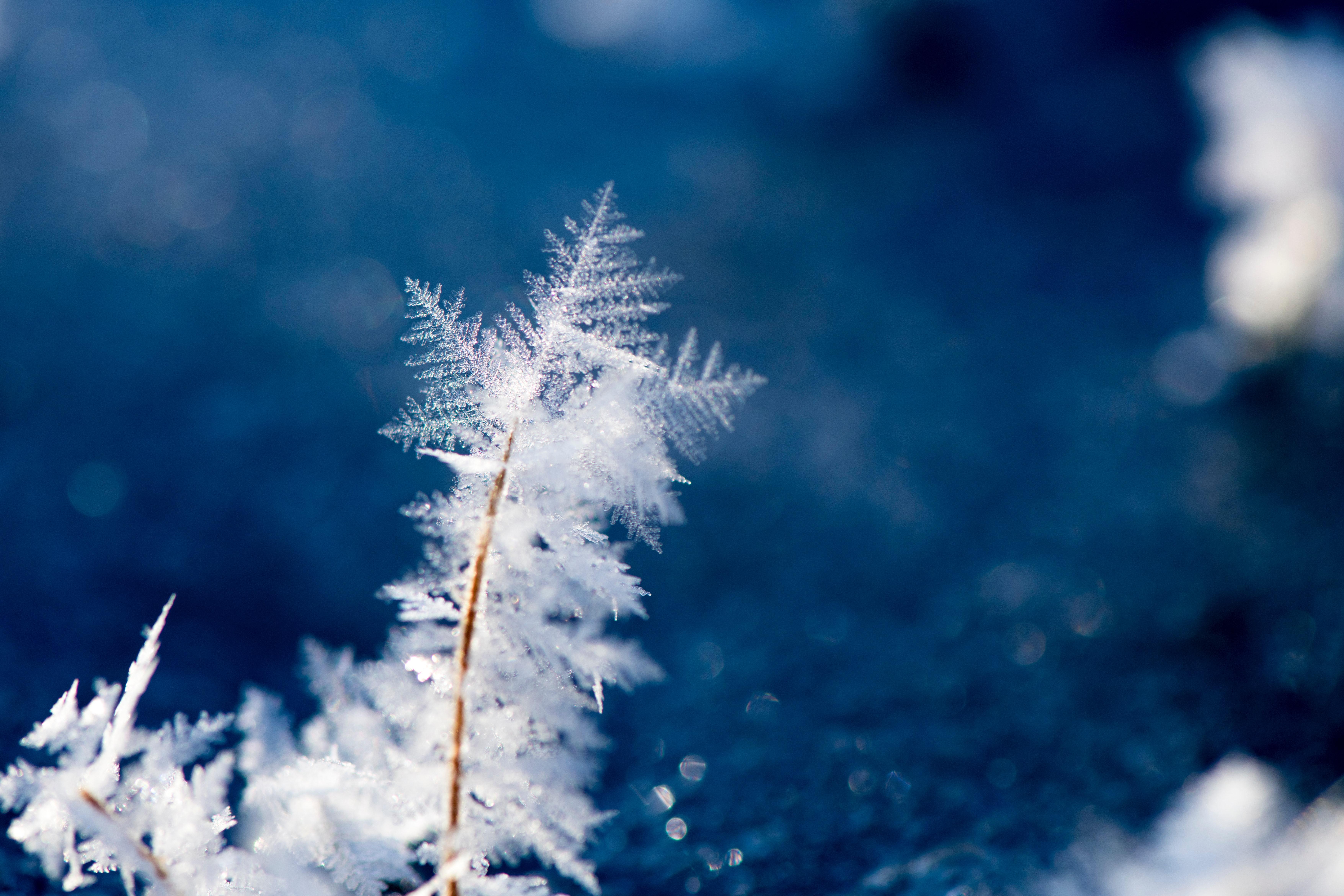 Macro Photography of Snowflakes · Free
