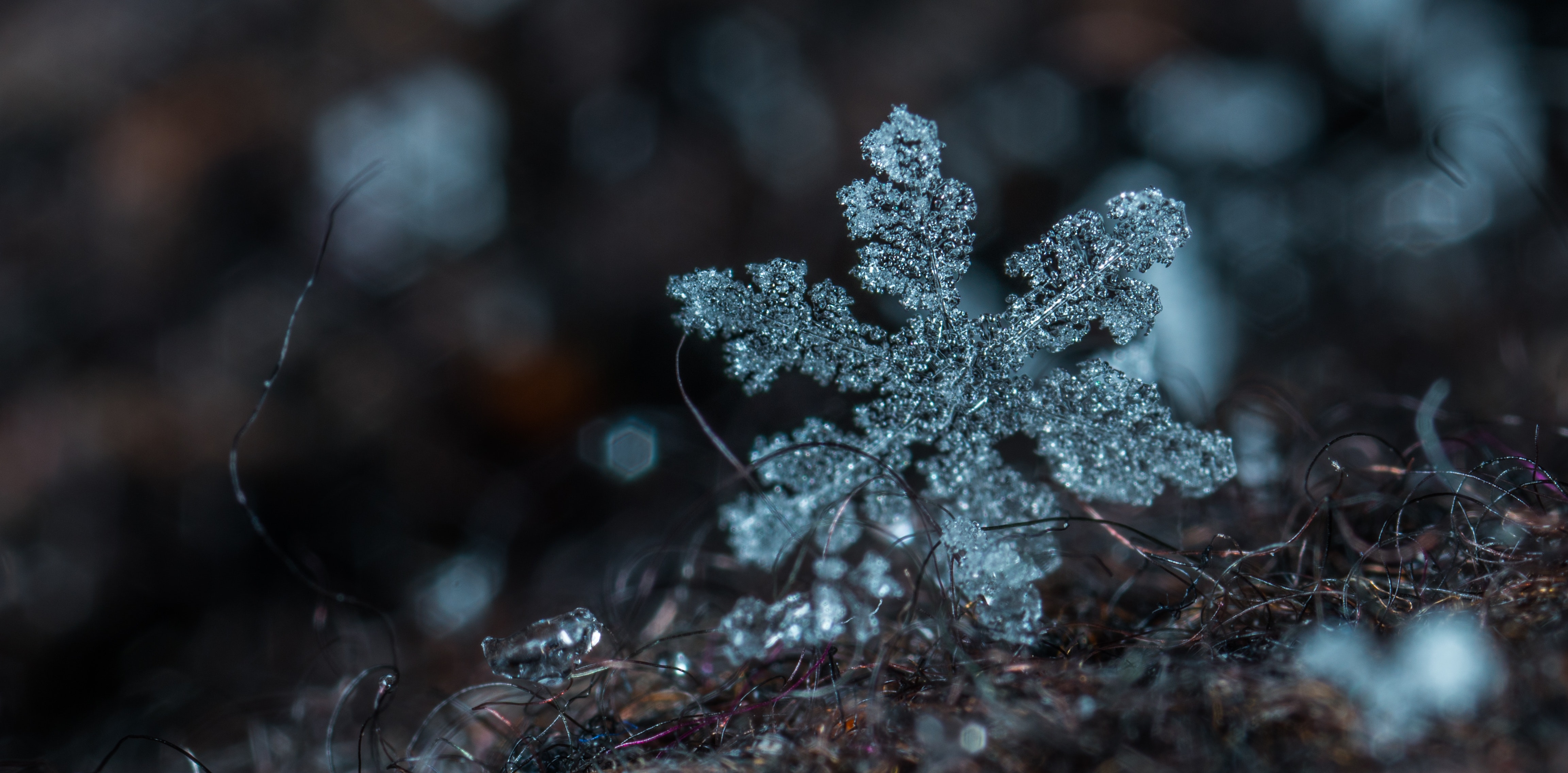 Macro Photography of Snowflake · Free