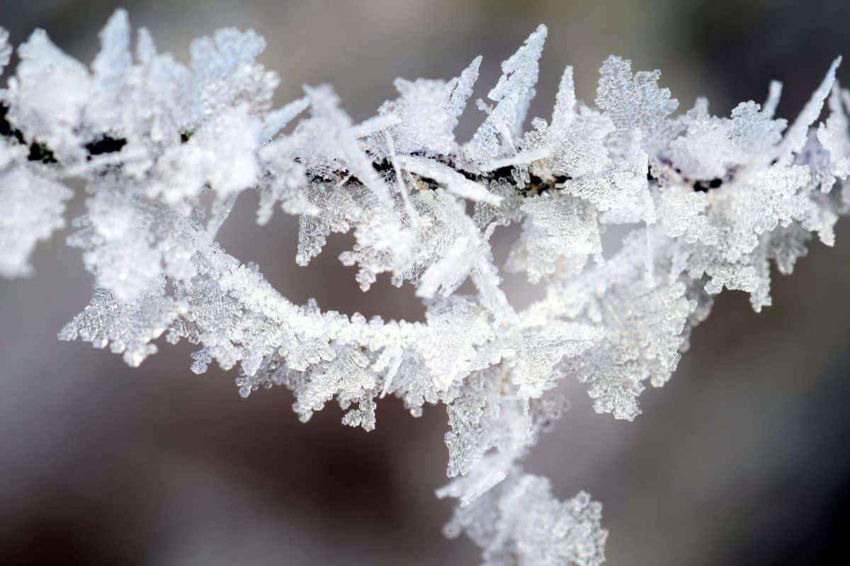 Free picture: winter, snowflake, macro, crystal, frost, branch