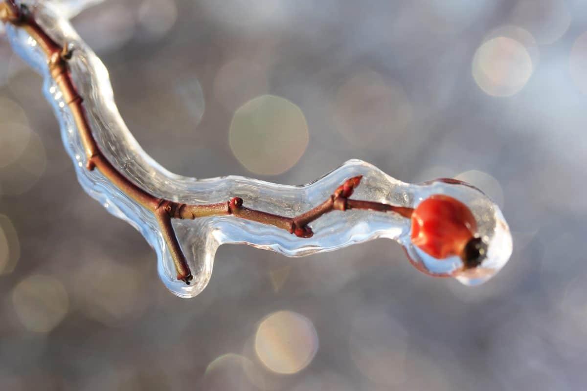 Free picture: tree, frost, branch, cold, ice, winter, macro
