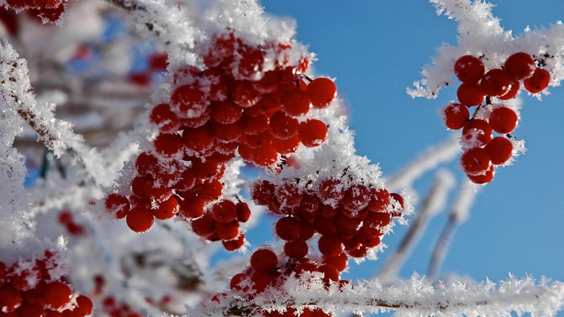 Winter frost red berries snow twig branch macro wallpaperx1080
