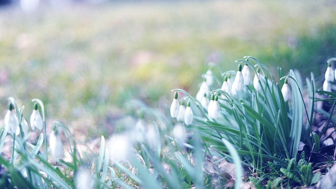 Download Wallpaper 1366x768 spring, snowdrops, grass, light, march lapx768 HD Background. Spring wallpaper hd, Spring wallpaper, Spring picture