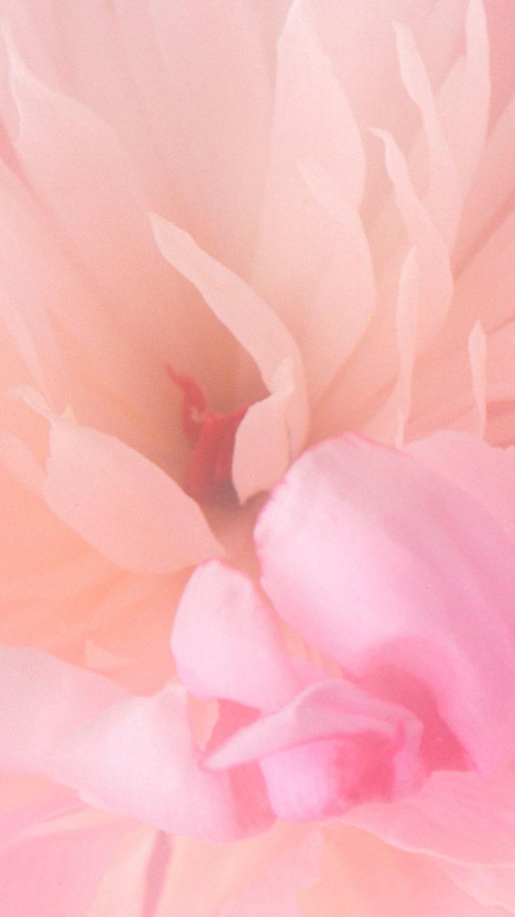 FREE SPRING IPHONE WALLPAPERS