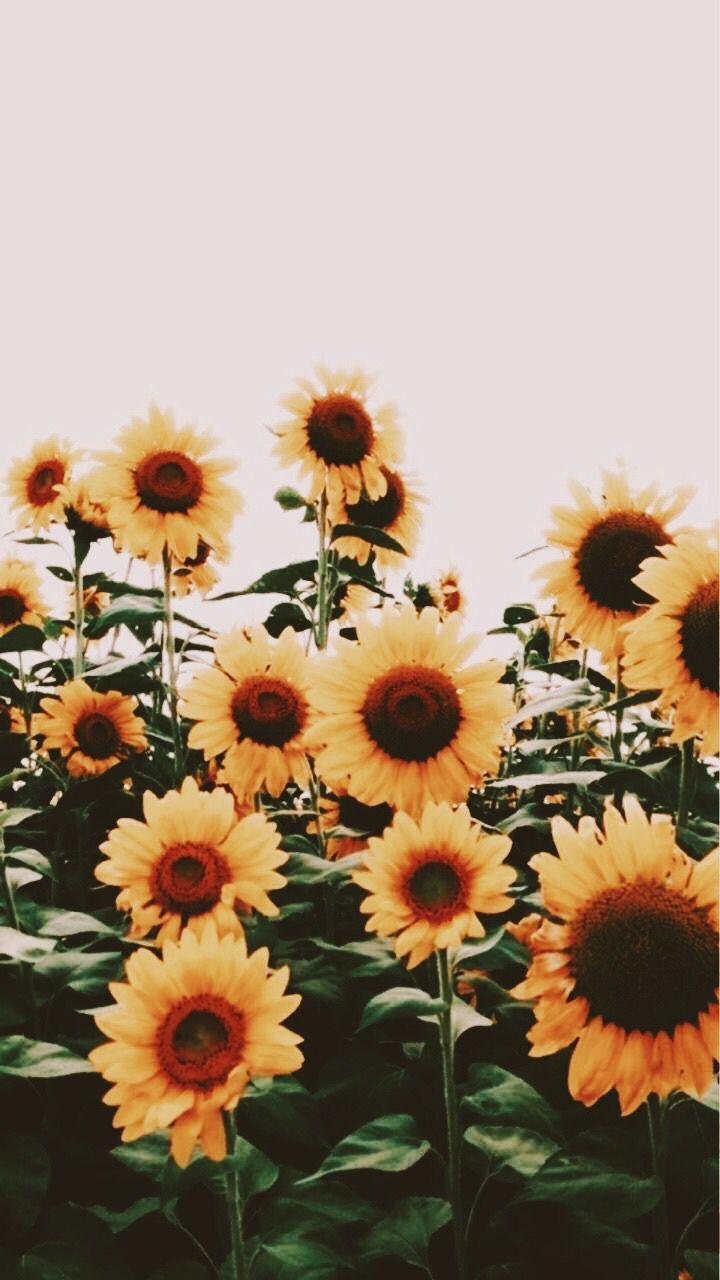 bhavyaanoop #happy. Sunflower wallpaper, Flowers photography