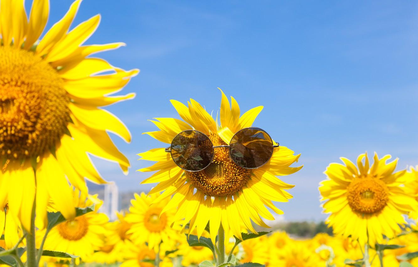Wallpaper summer, sunflowers, glasses, summer, happy, field