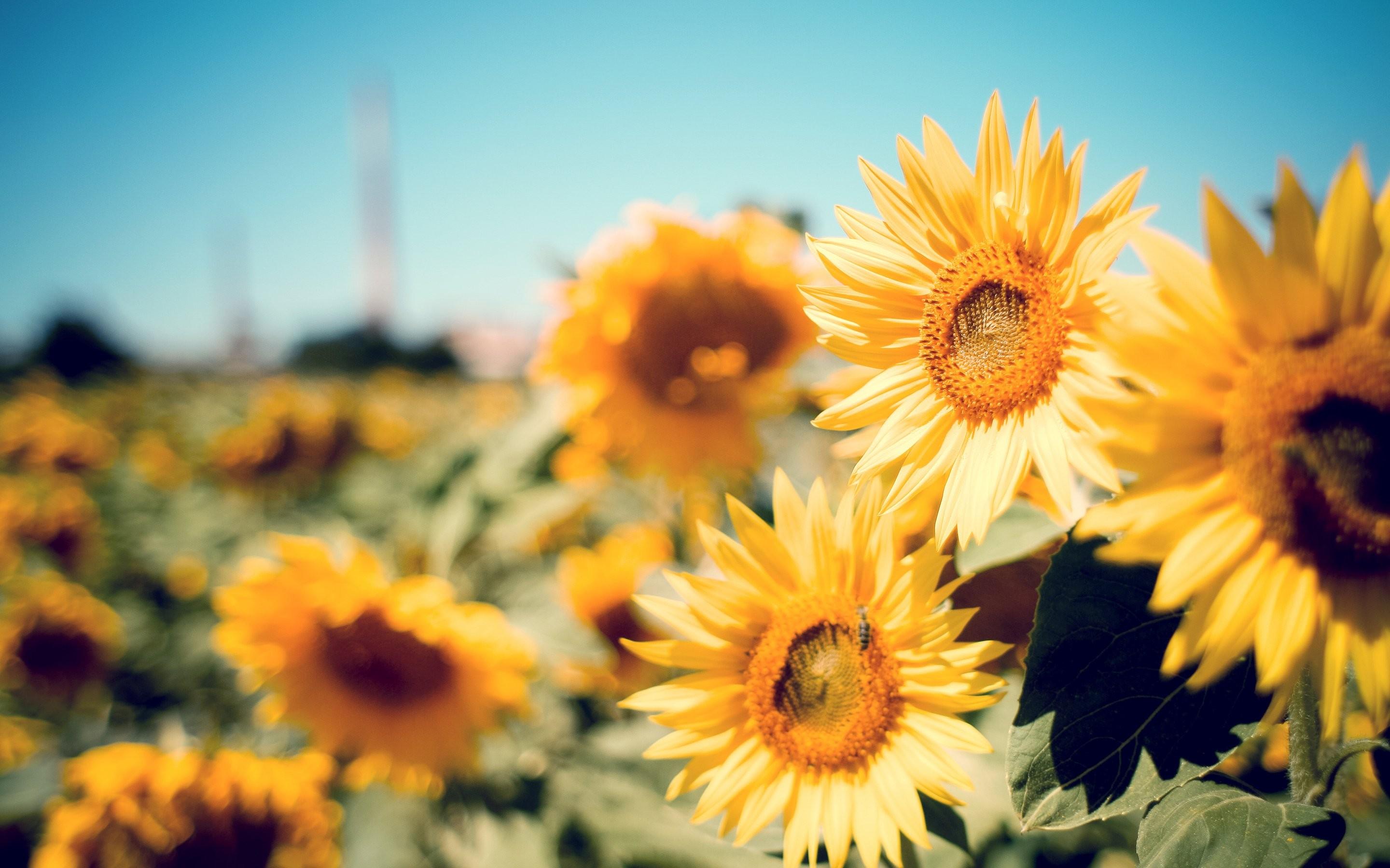 Happy Sunflowers Wallpapers - Wallpaper Cave