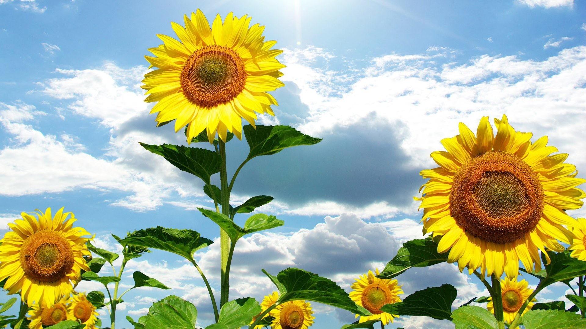 Happy Sunflowers Wallpapers - Wallpaper Cave