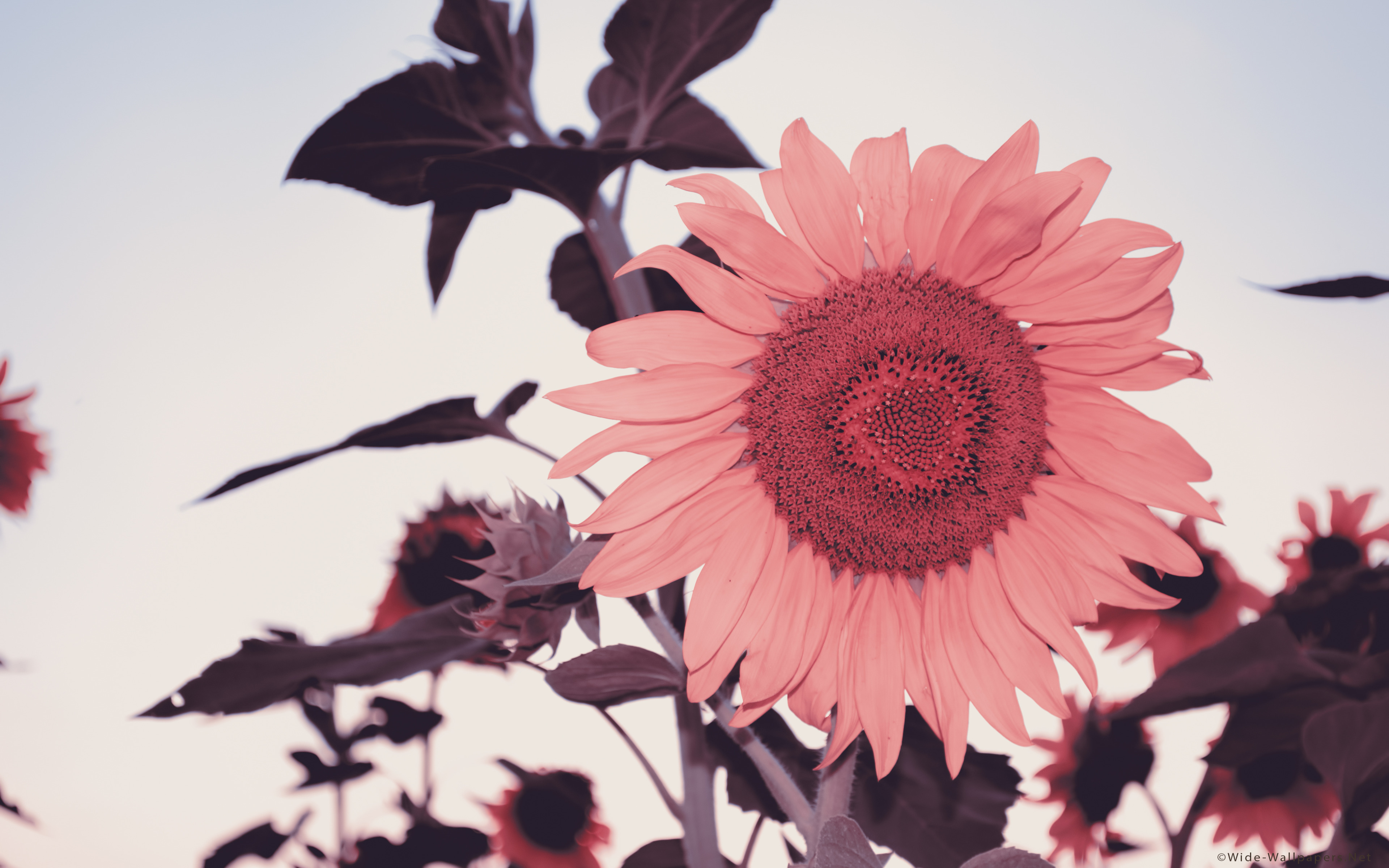 Happy Sunflower Wallpaper, HD Wallpaper & background Download