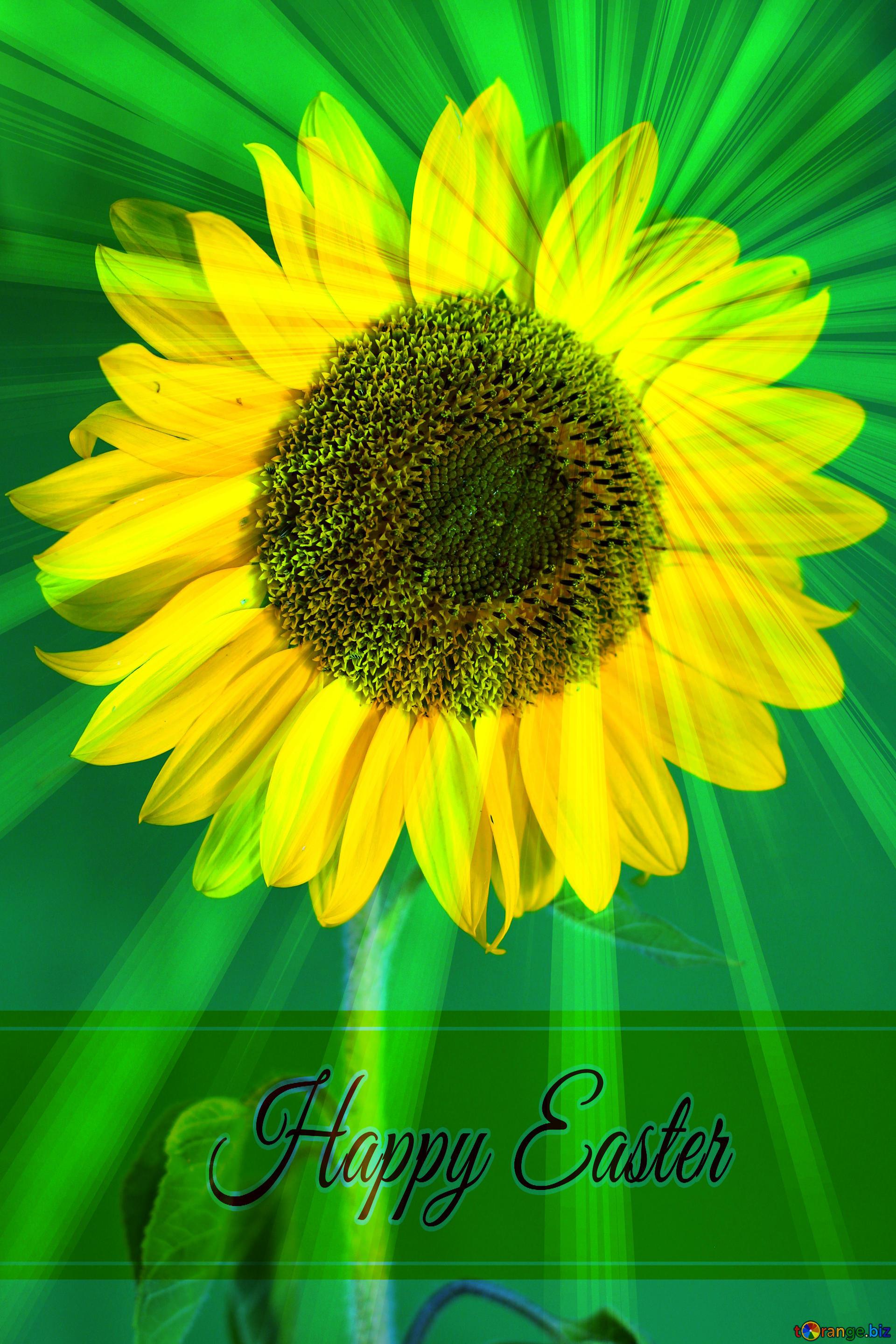 Download free picture Sunflower on green background Inscription