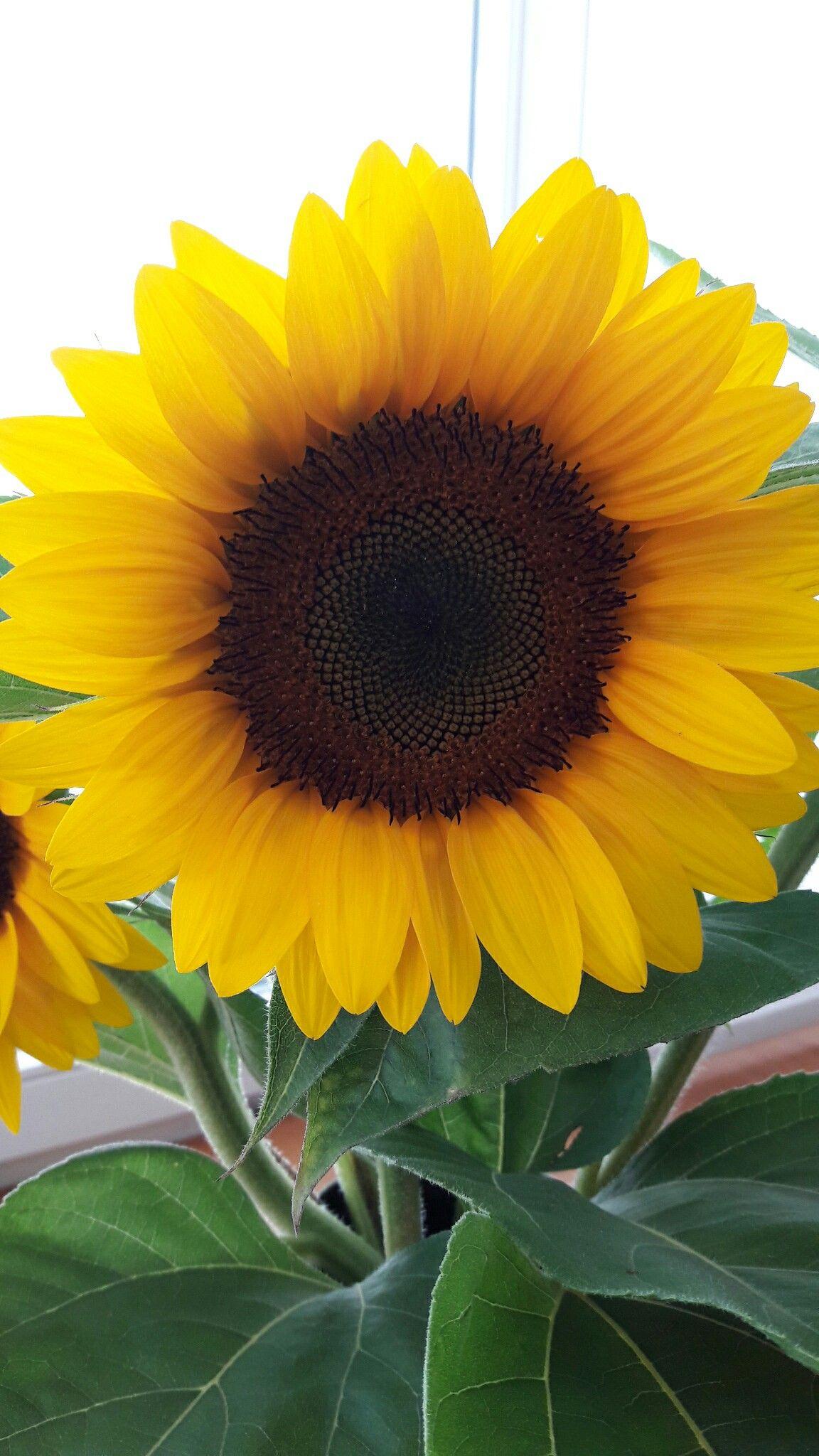 Sunflower. Sunflower wallpaper, Sunflower picture, Beautiful flowers