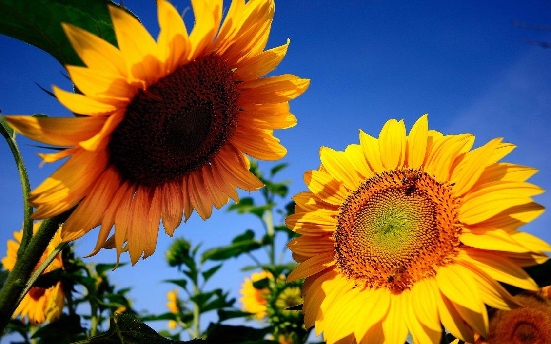Two sunflowers talk in the sun