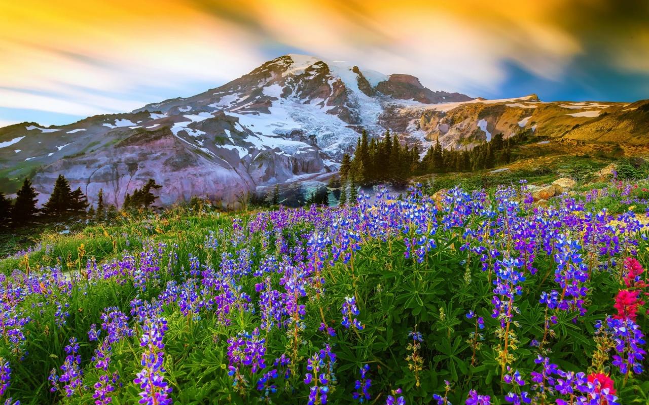 Mount Rainier National Park Washington Wallpaper