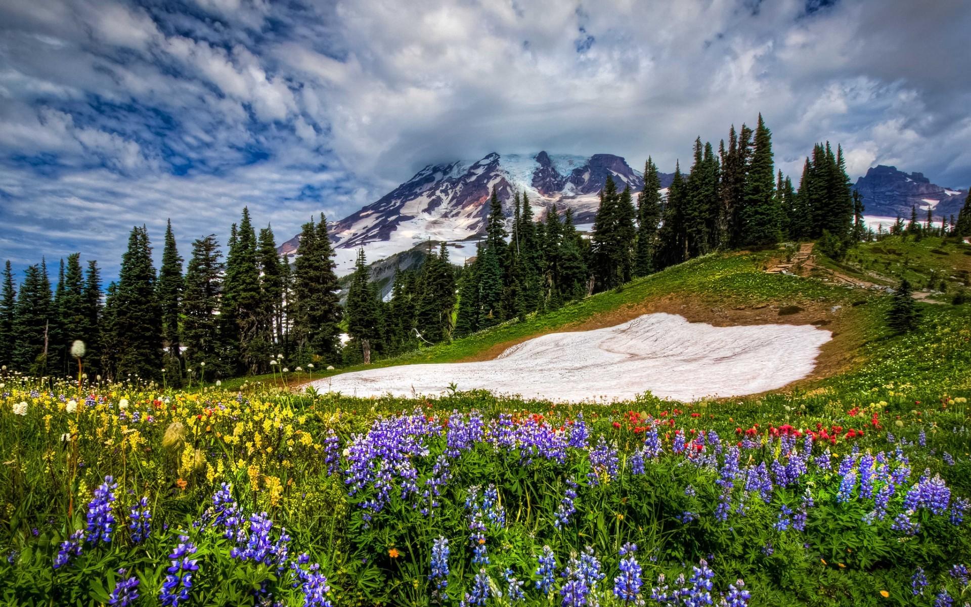 clouds, landscapes, nature, flowers, National Park, Mount Rainier