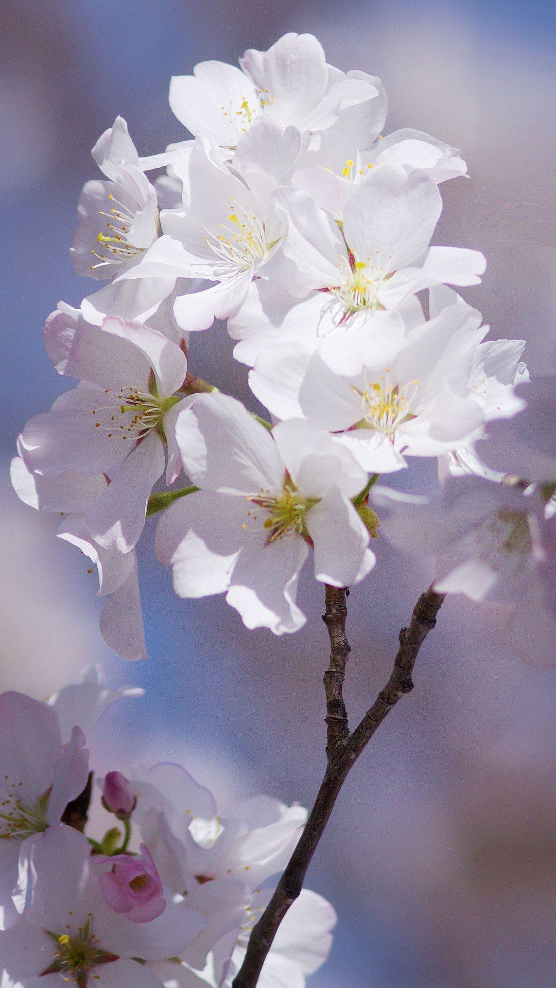 Cherry and Sakura Flowers Mobile Wallpaper: Image