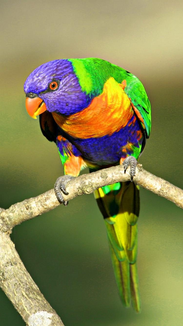 Beautiful Mobile Image Wallpaper Photo Picture Pics HD