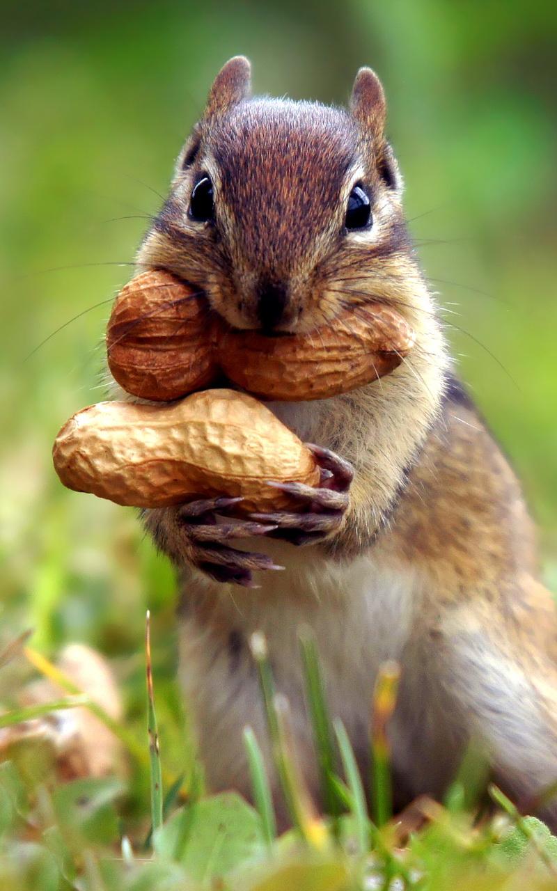 Mobile Wallpaper 070 {Animal & Scenery} (10 pieces) 1080p to 4k