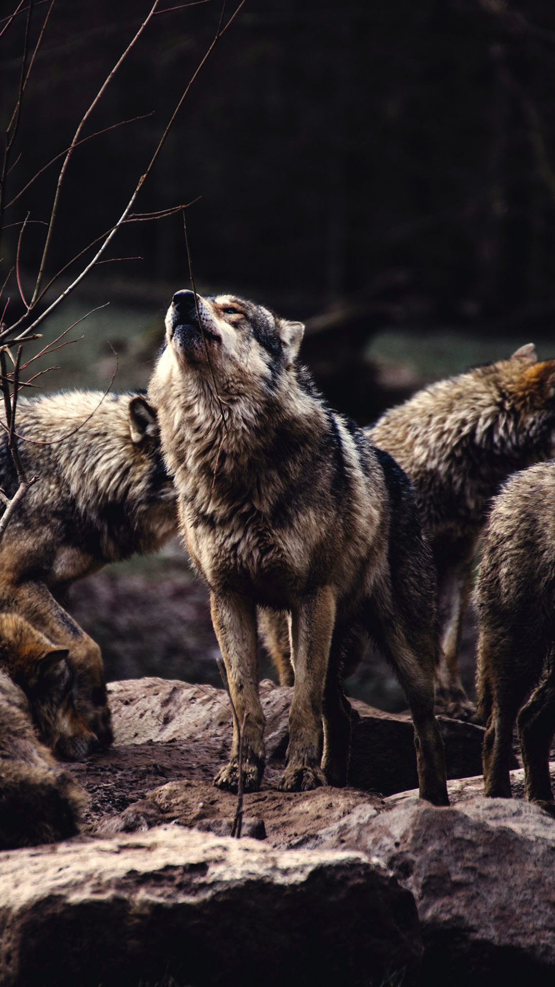 Animal Wolf (1080x1920) Wallpaper