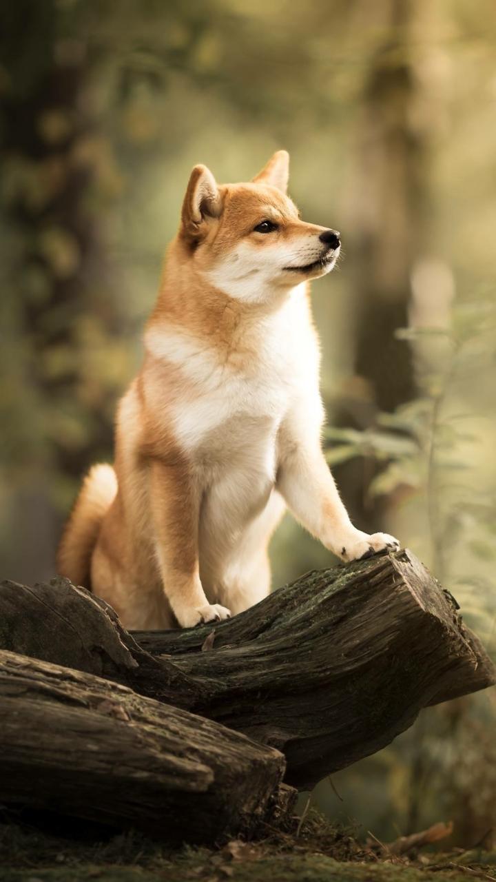 Animal / Shiba Inu Mobile Wallpaper Inu Wallpaper Phone