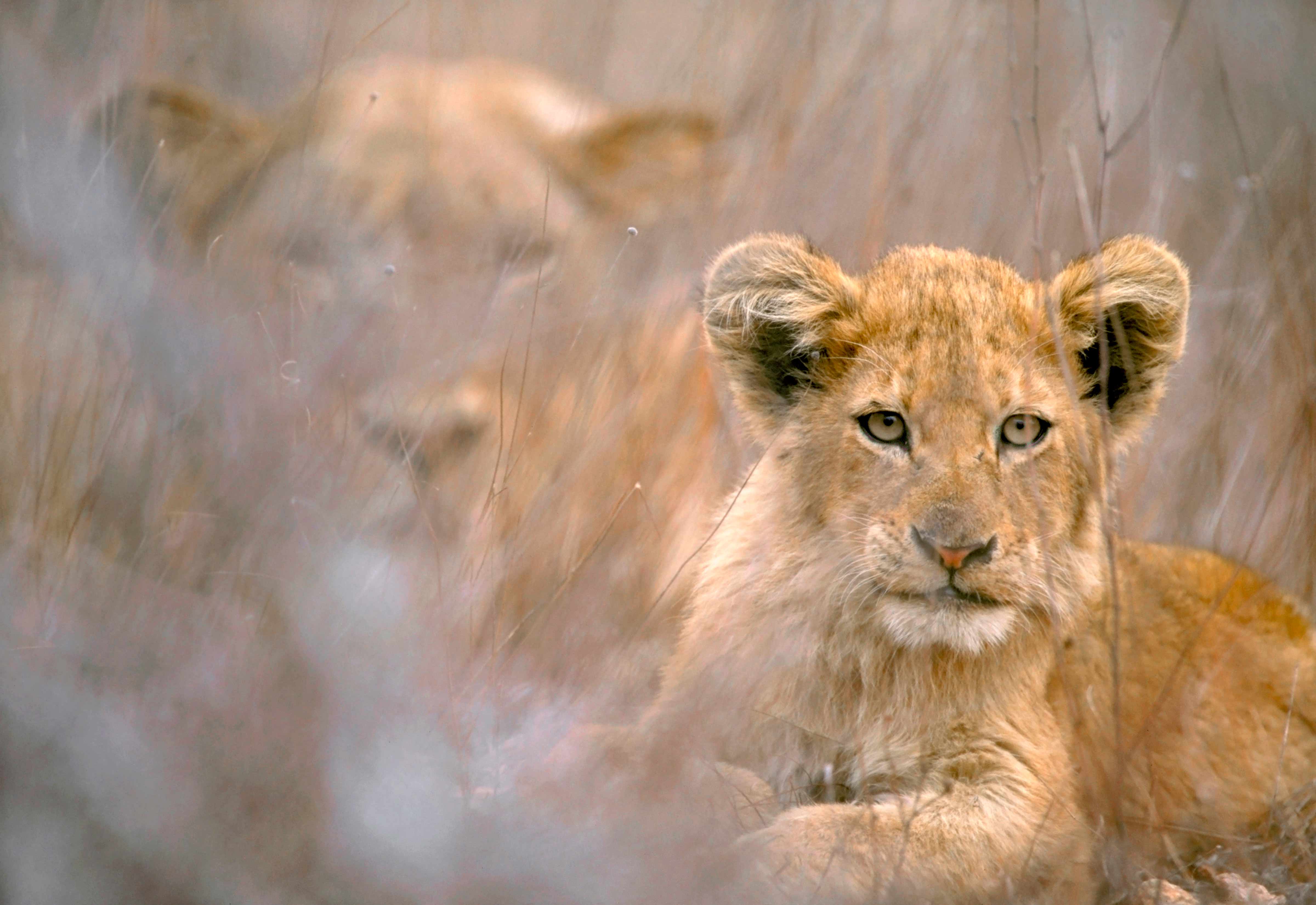 Cool Background of animals that will blow you away. Lions