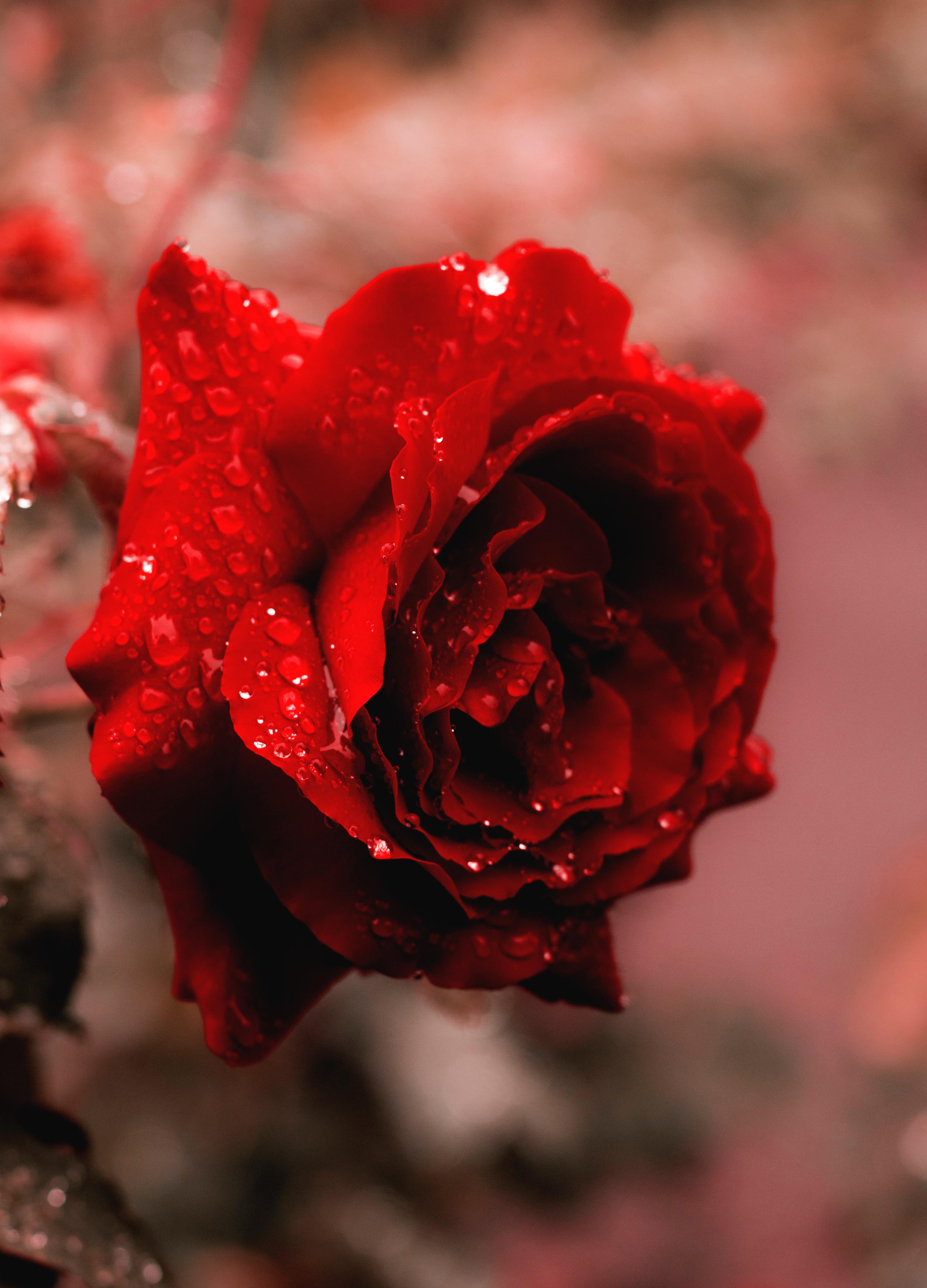 red rose flower photo