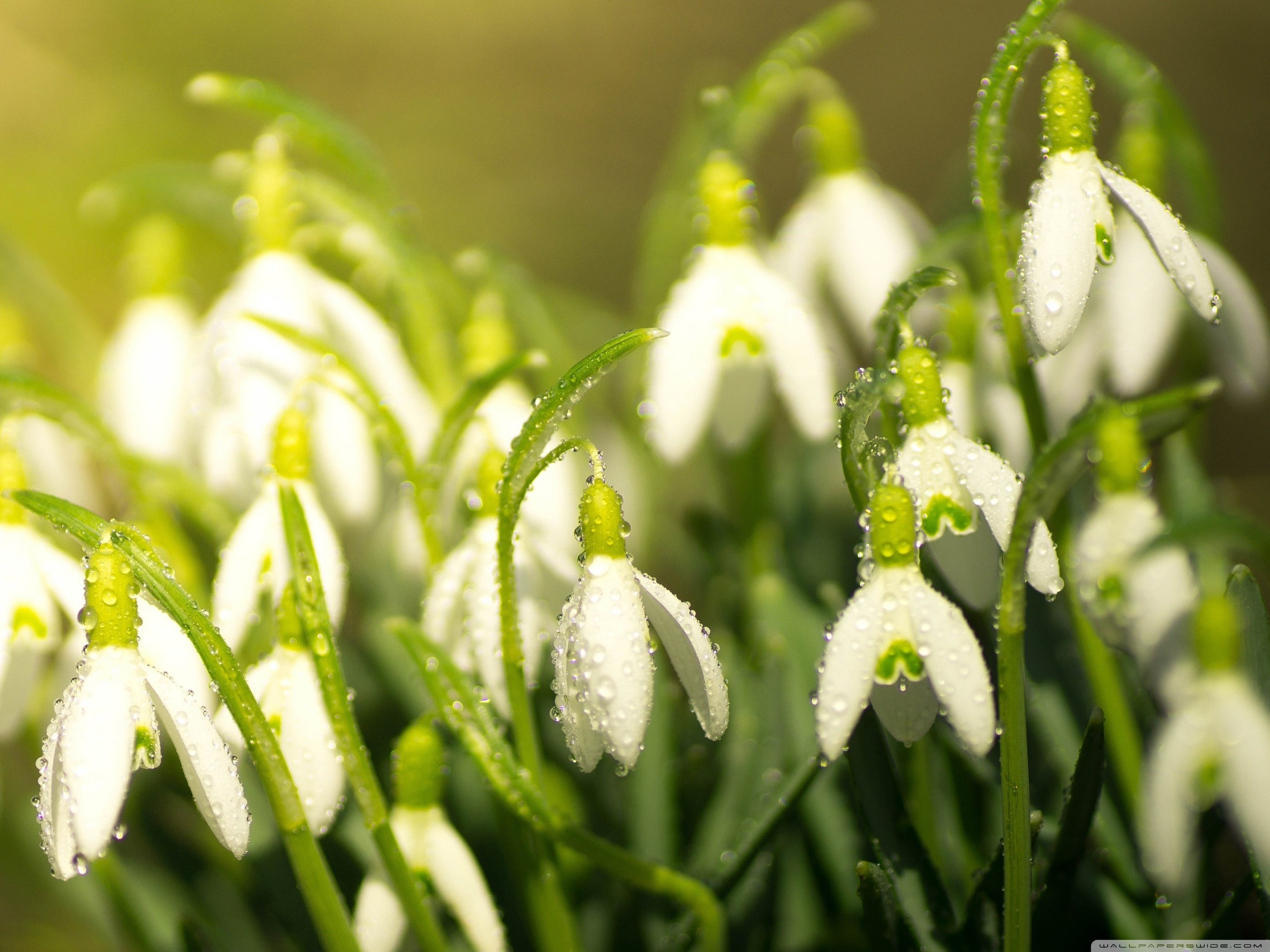 Snowdrop Leaf Stock Photos and Images - 123RF