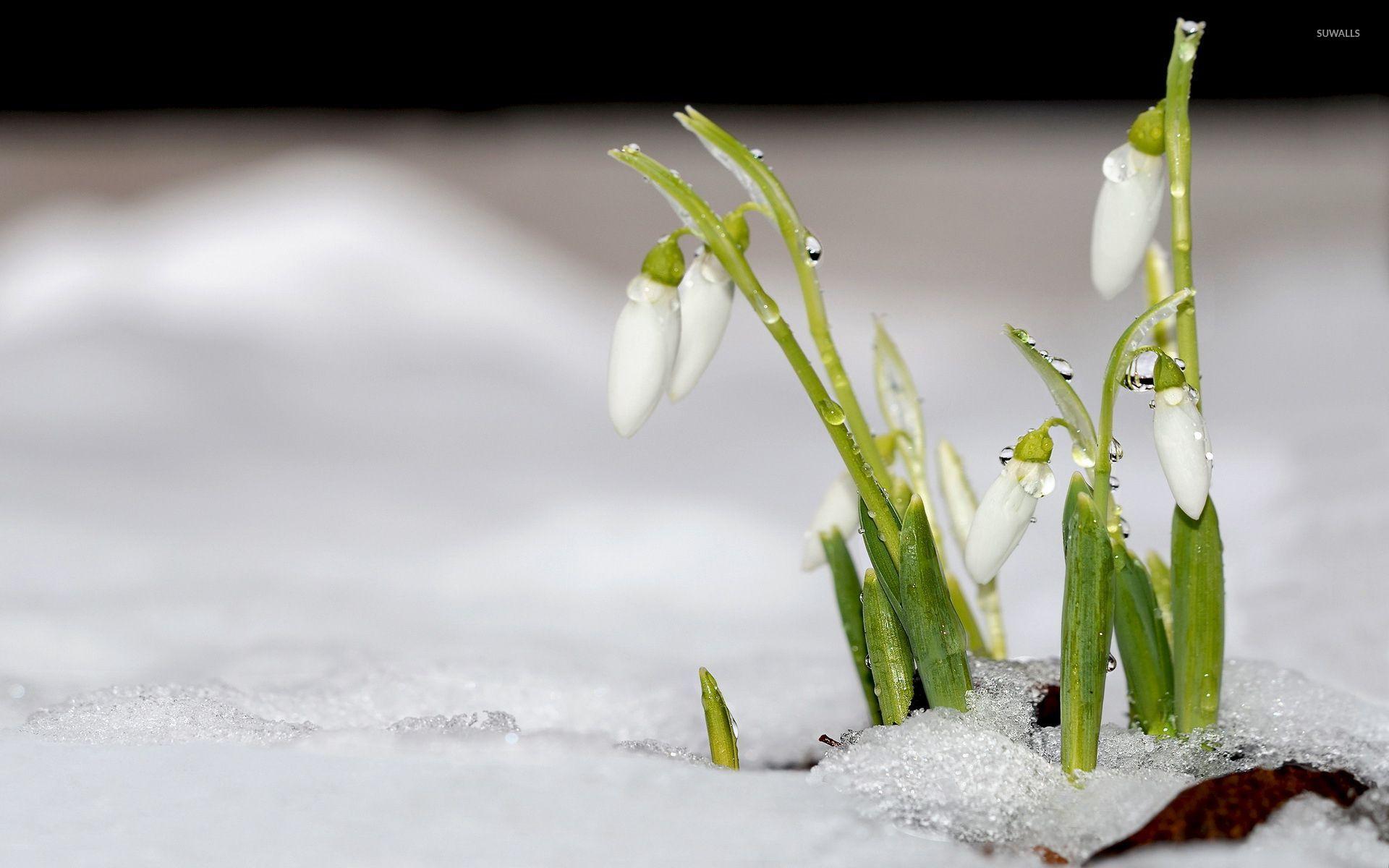 Snowdrop HD Wallpaper