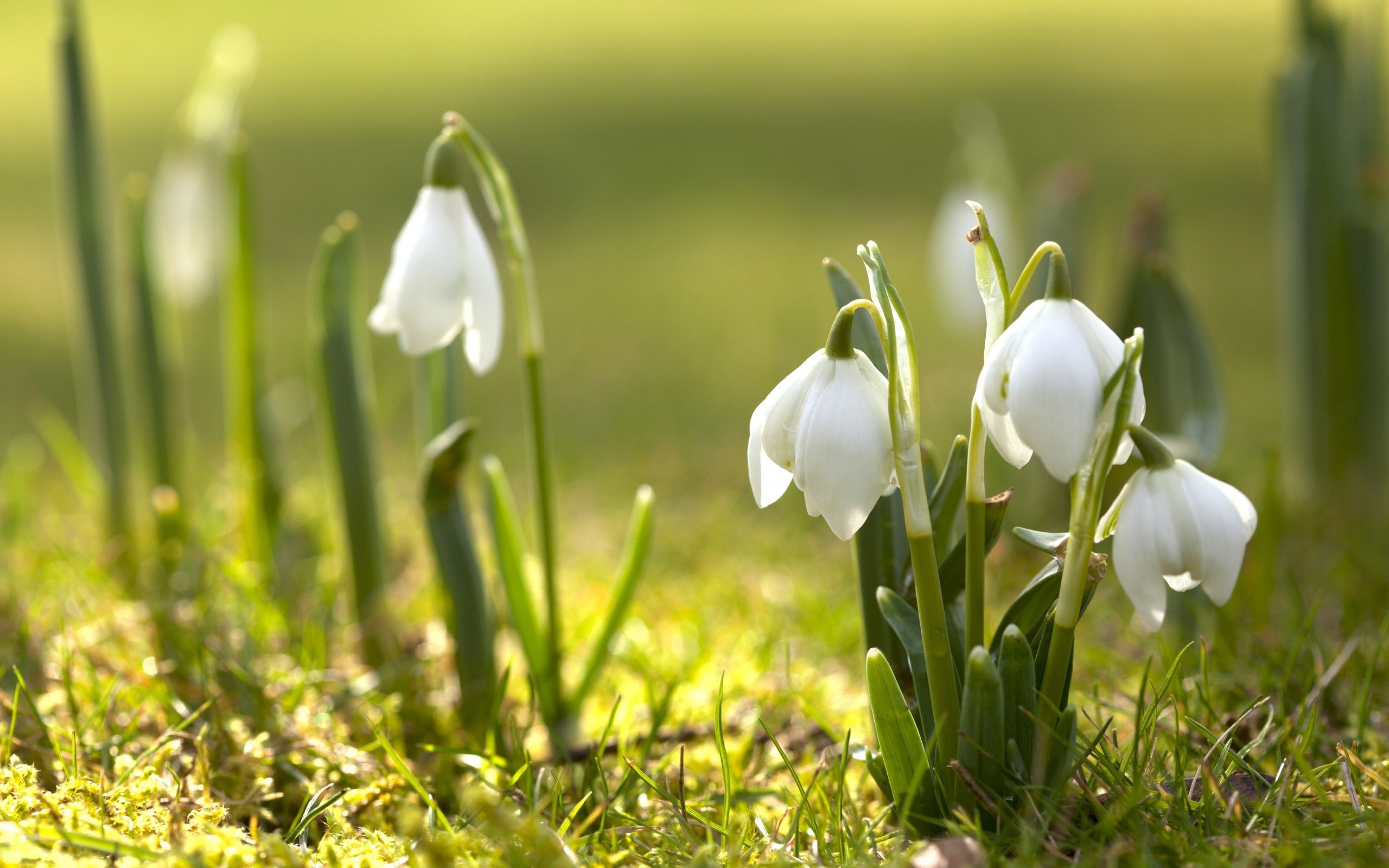 Spring Nature Snowdrops White Flowers Wallpaper And