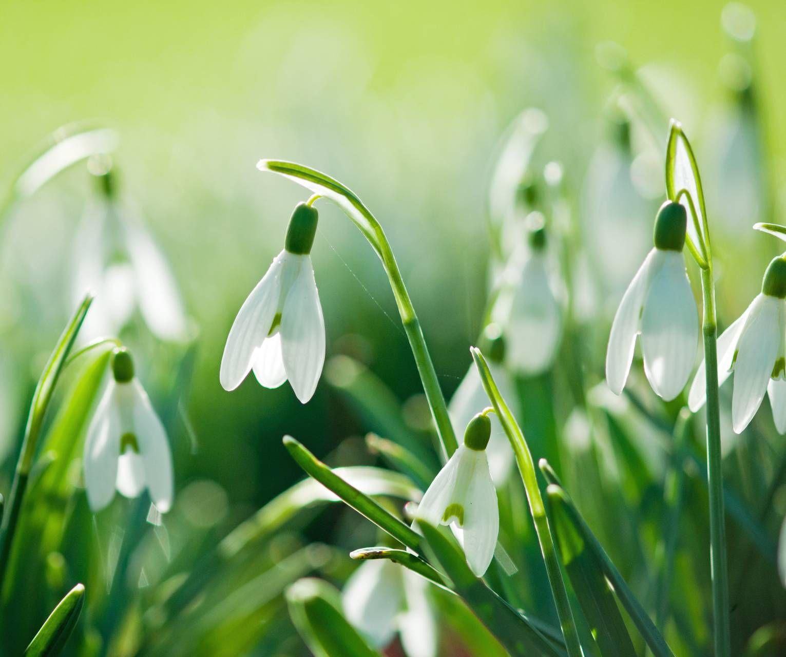 Snowdrops Wallpapers - Wallpaper Cave