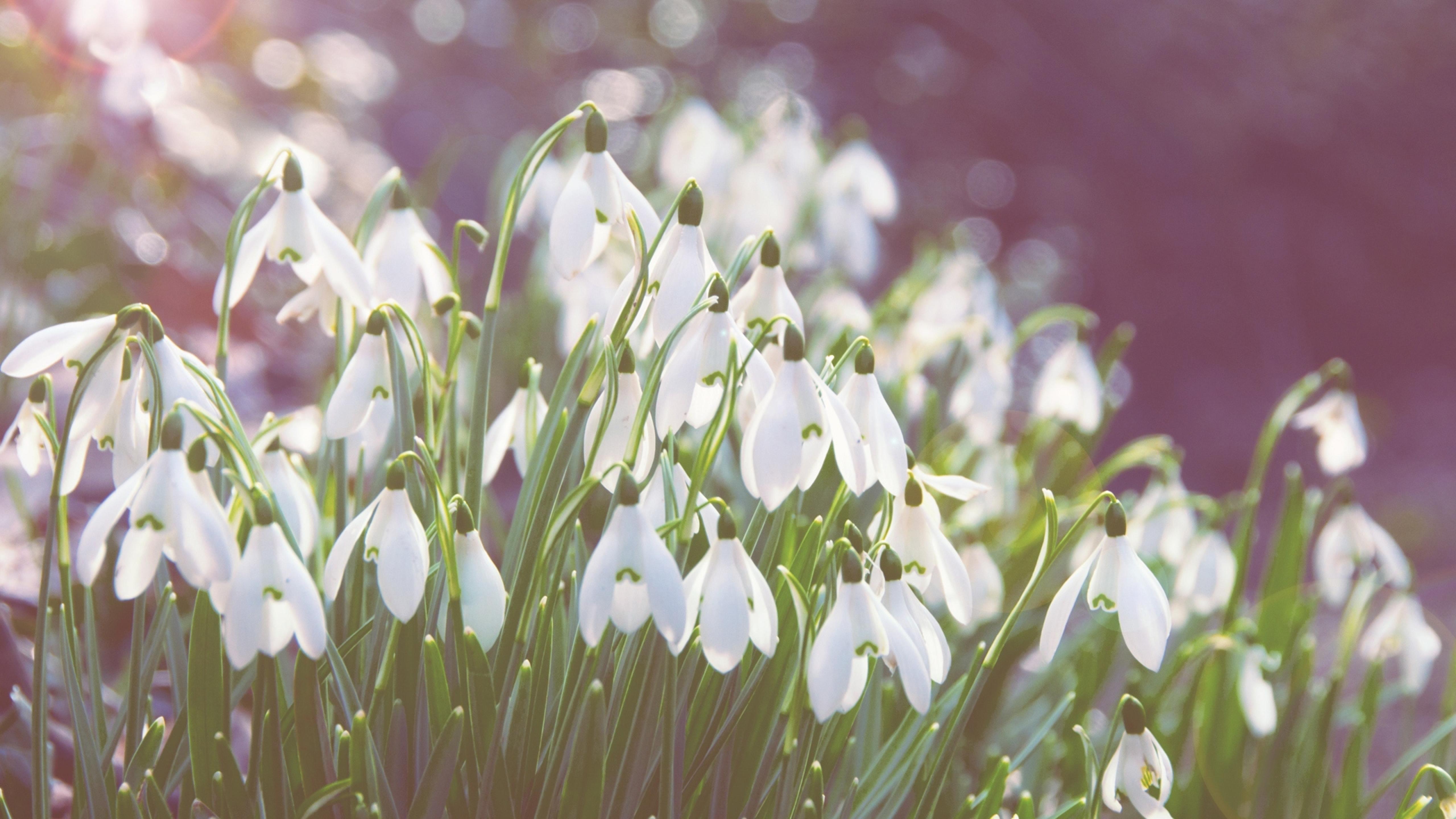 snowdrops, flowers, bright 5K Wallpaper, HD Macro 4K