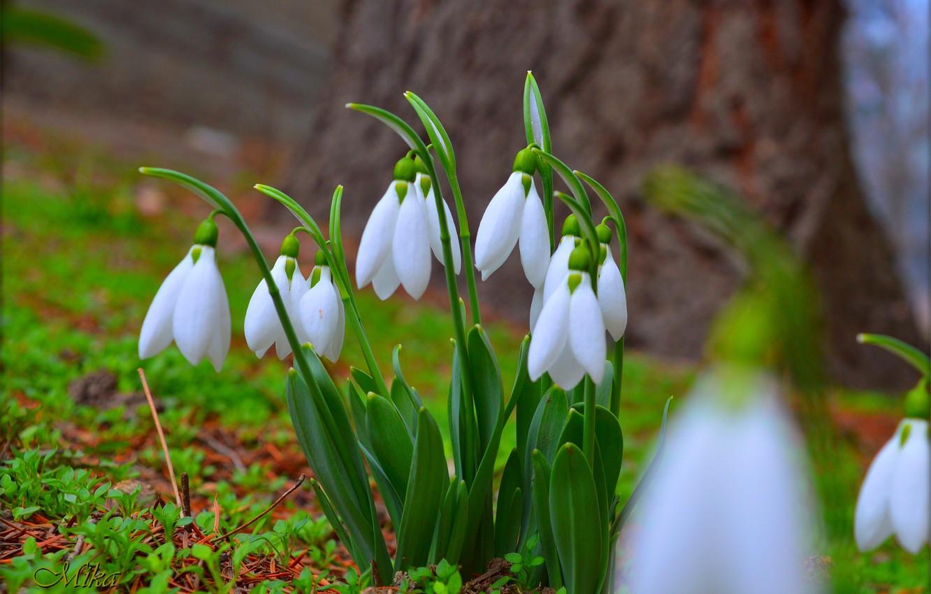 Wallpaper Flowers, Snowdrops, Snowdrops image for desktop