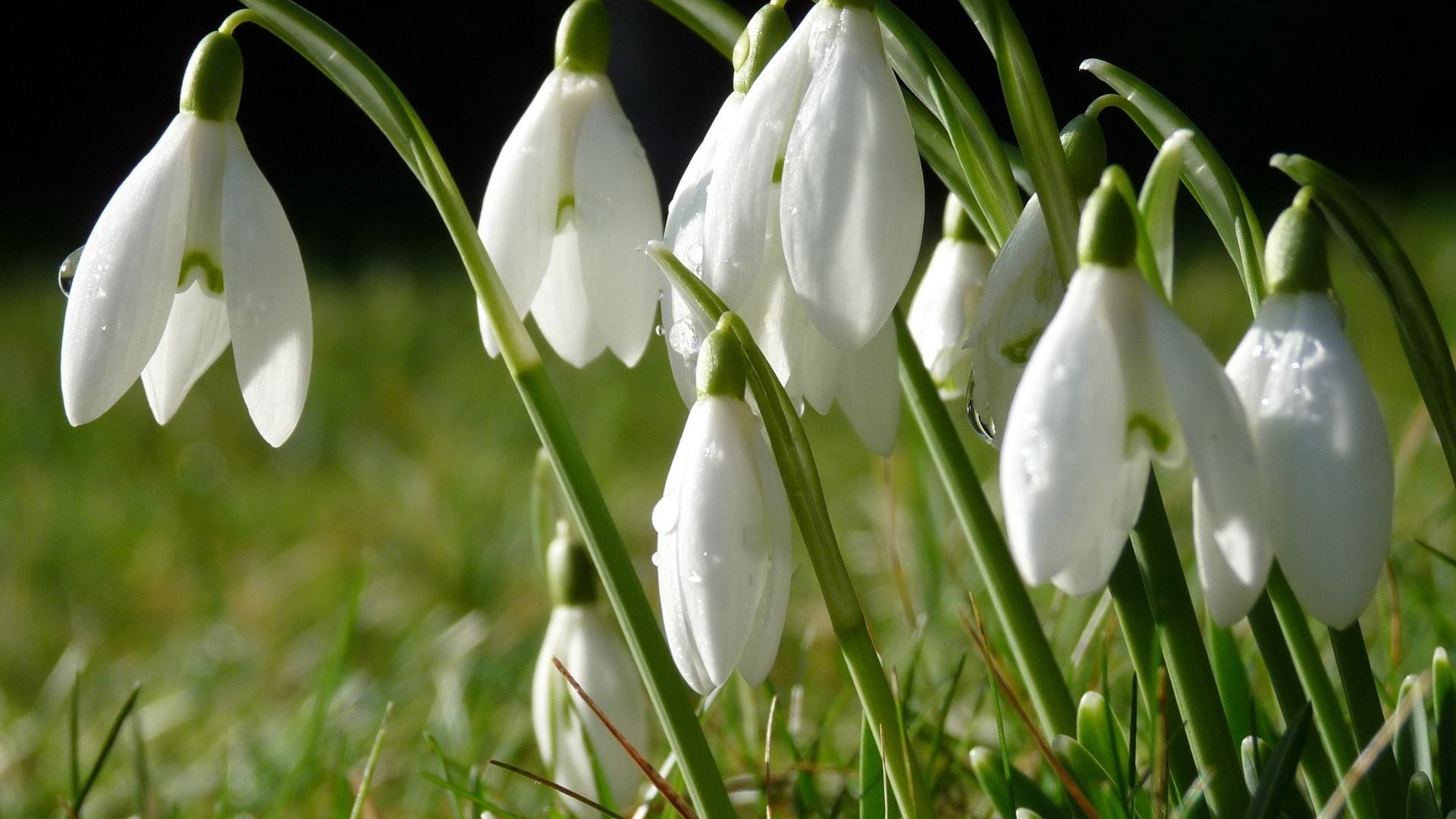 Snowdrops Wallpapers - Wallpaper Cave