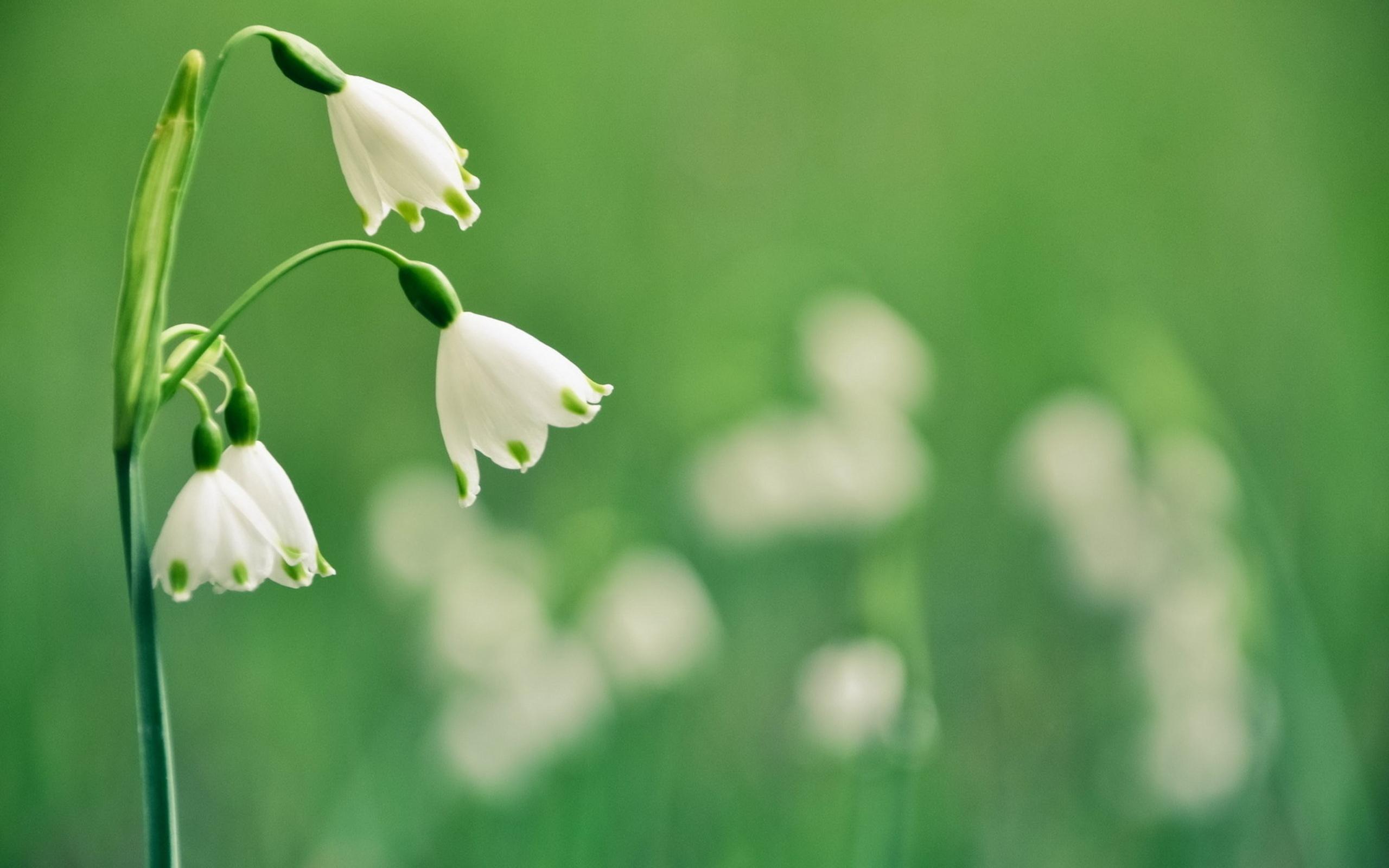 Snowdrop HD Wallpaper and Background Image
