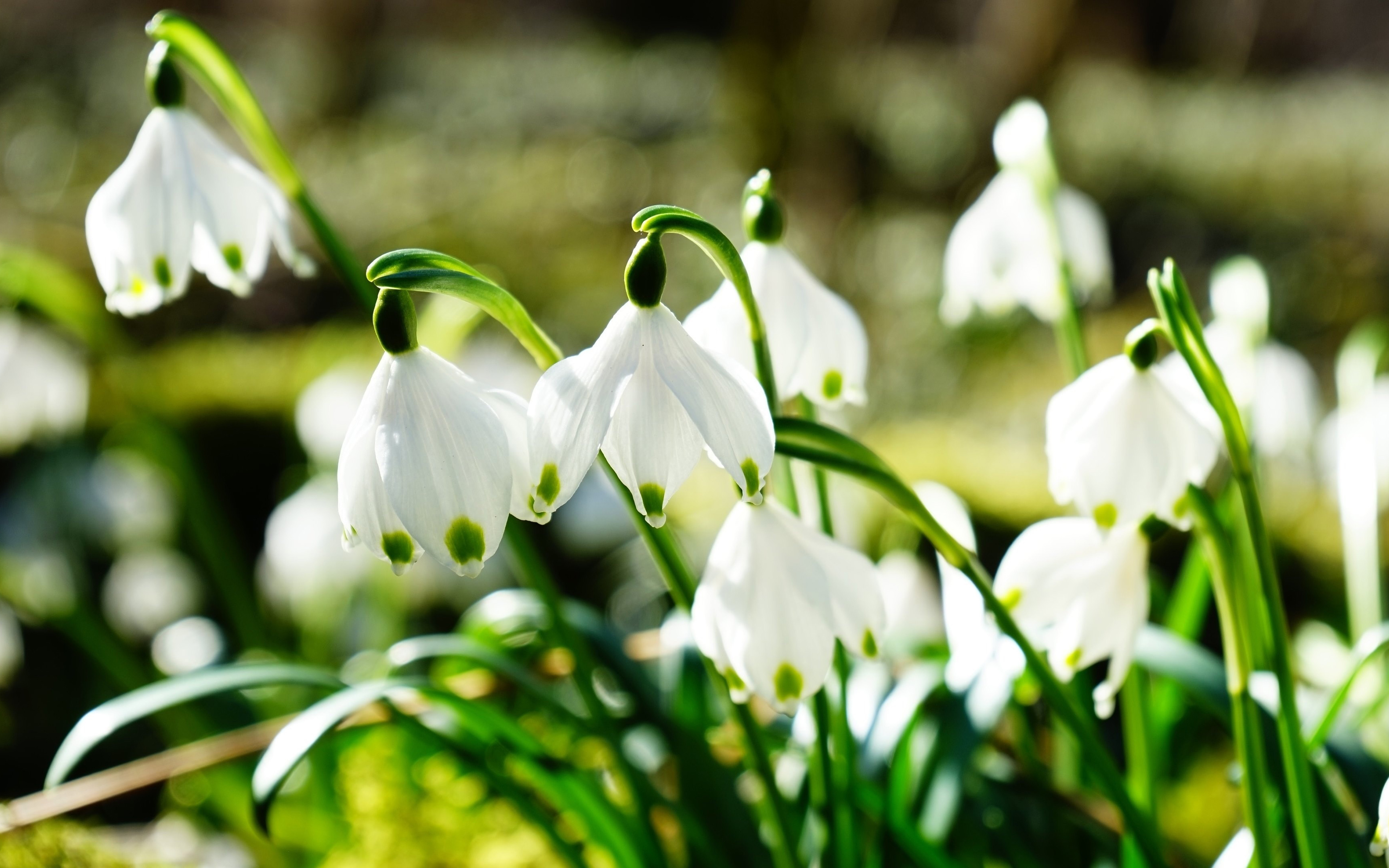 Snowdrops Wallpapers - Wallpaper Cave