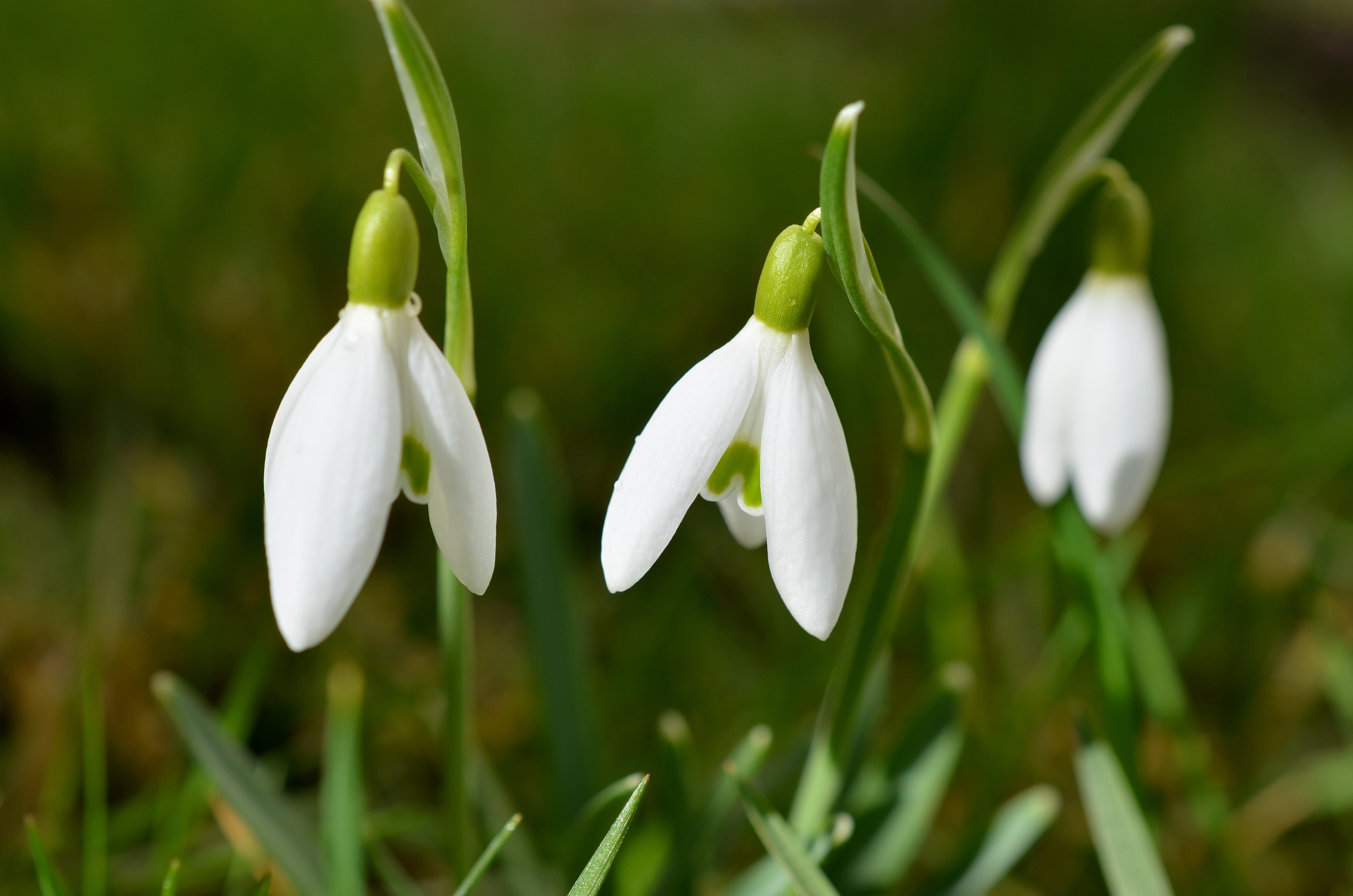 Snowdrops, Flowers, Spring Wallpaper And Background