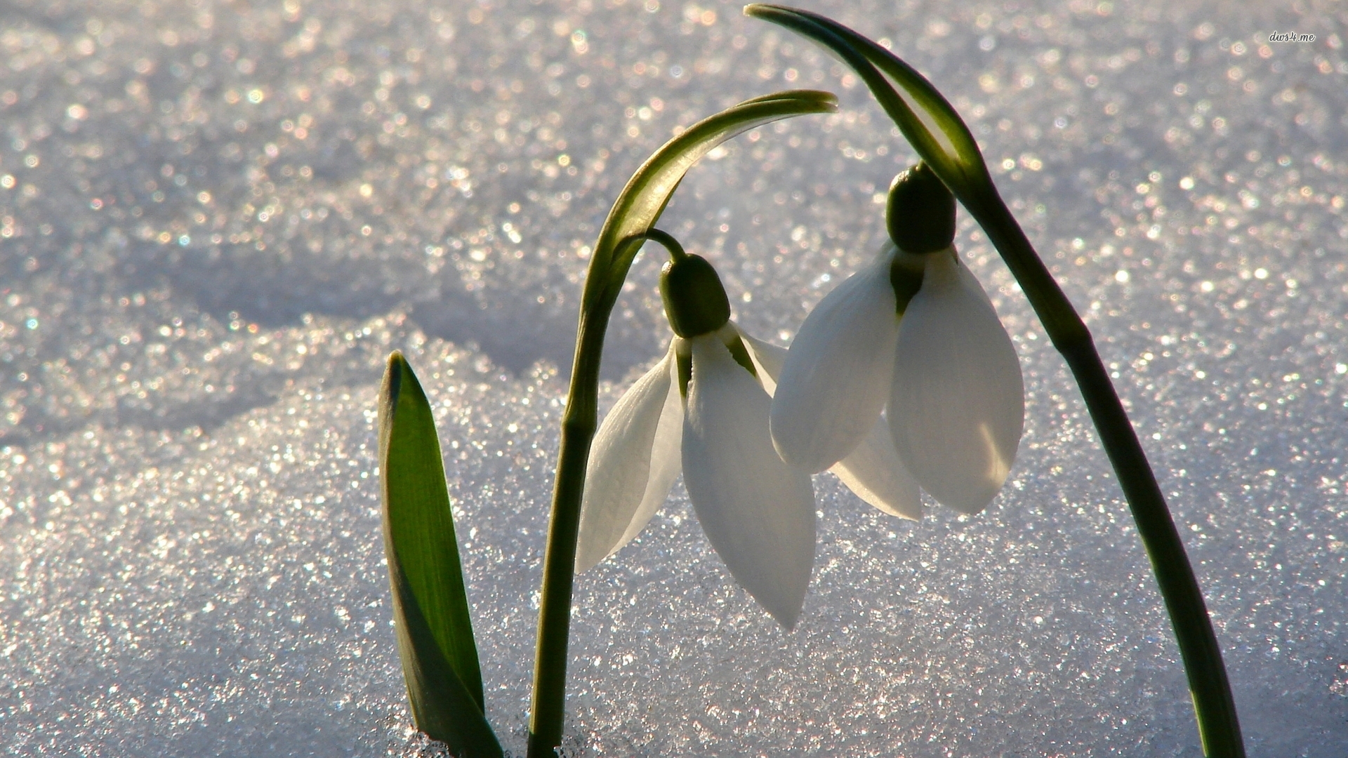 Snowdrops rising from the snow wallpaper wallpaper