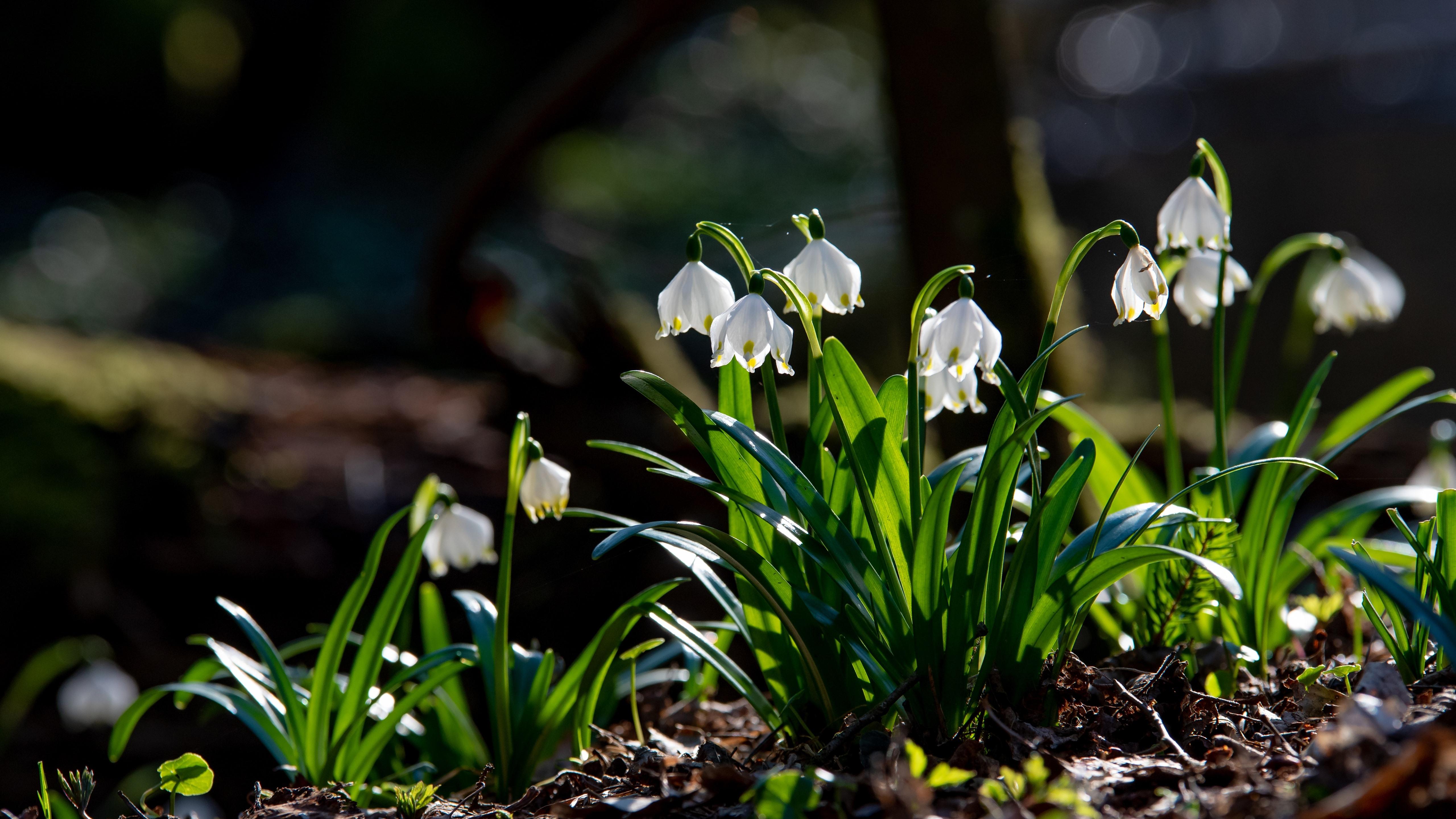 Wallpaper Snowdrops, white flowers, green foliage, spring
