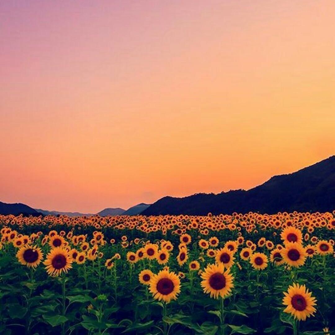 27+ Aesthetic Wallpaper Sunflower Sunset Gif - Bondi Bathers