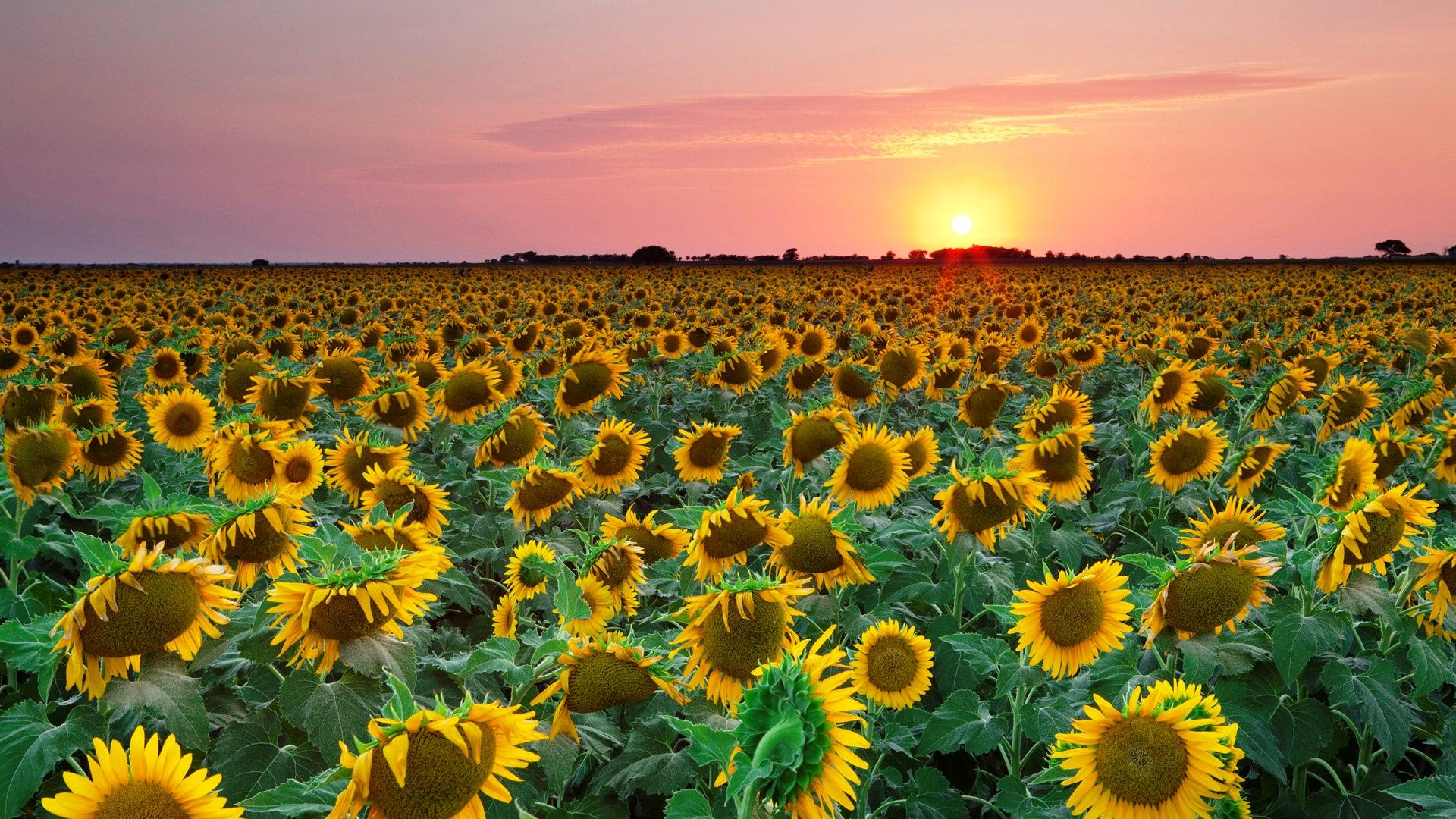 Sunflower Sunset Wallpaper For iPhone Of Sunflowers