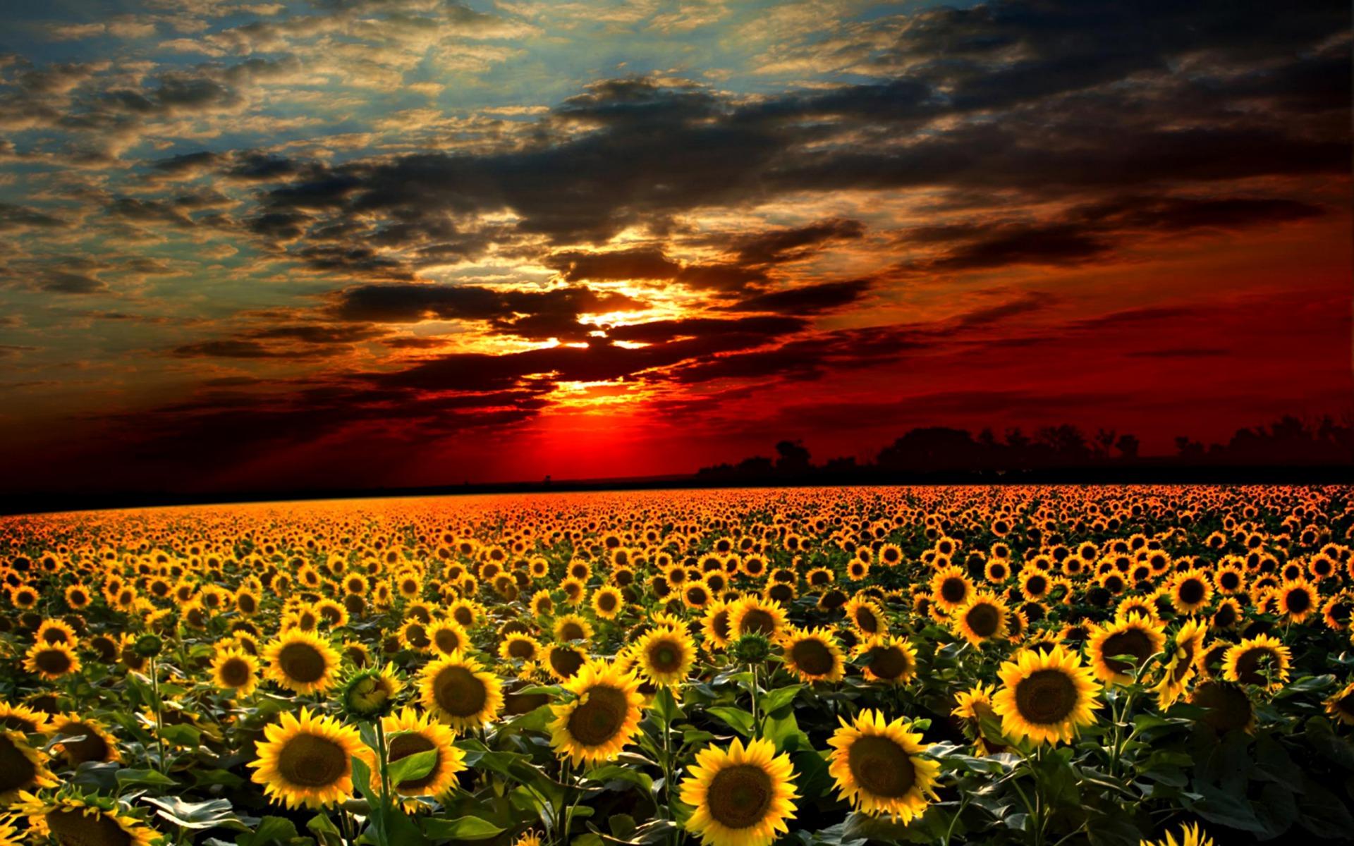 Free download Sunrise over Sunflower Fields desktop wallpaper [1920x1200] for your Desktop, Mobile & Tablet. Explore Field Of Sunflowers Wallpaper. Field Of Sunflowers Wallpaper, Field of Sunflowers Wallpaper, Field