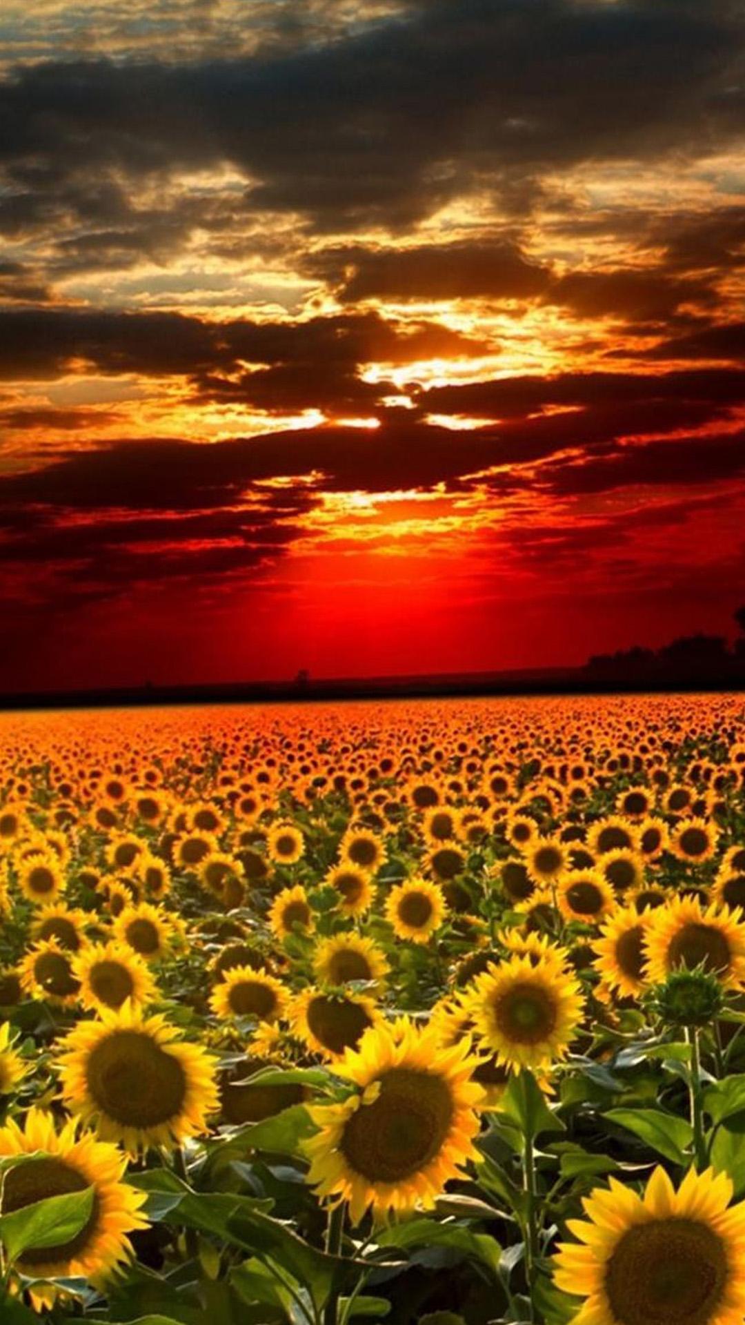 Nature Sunflower Field Landscape iPhone 8 Wallpaper Free Download