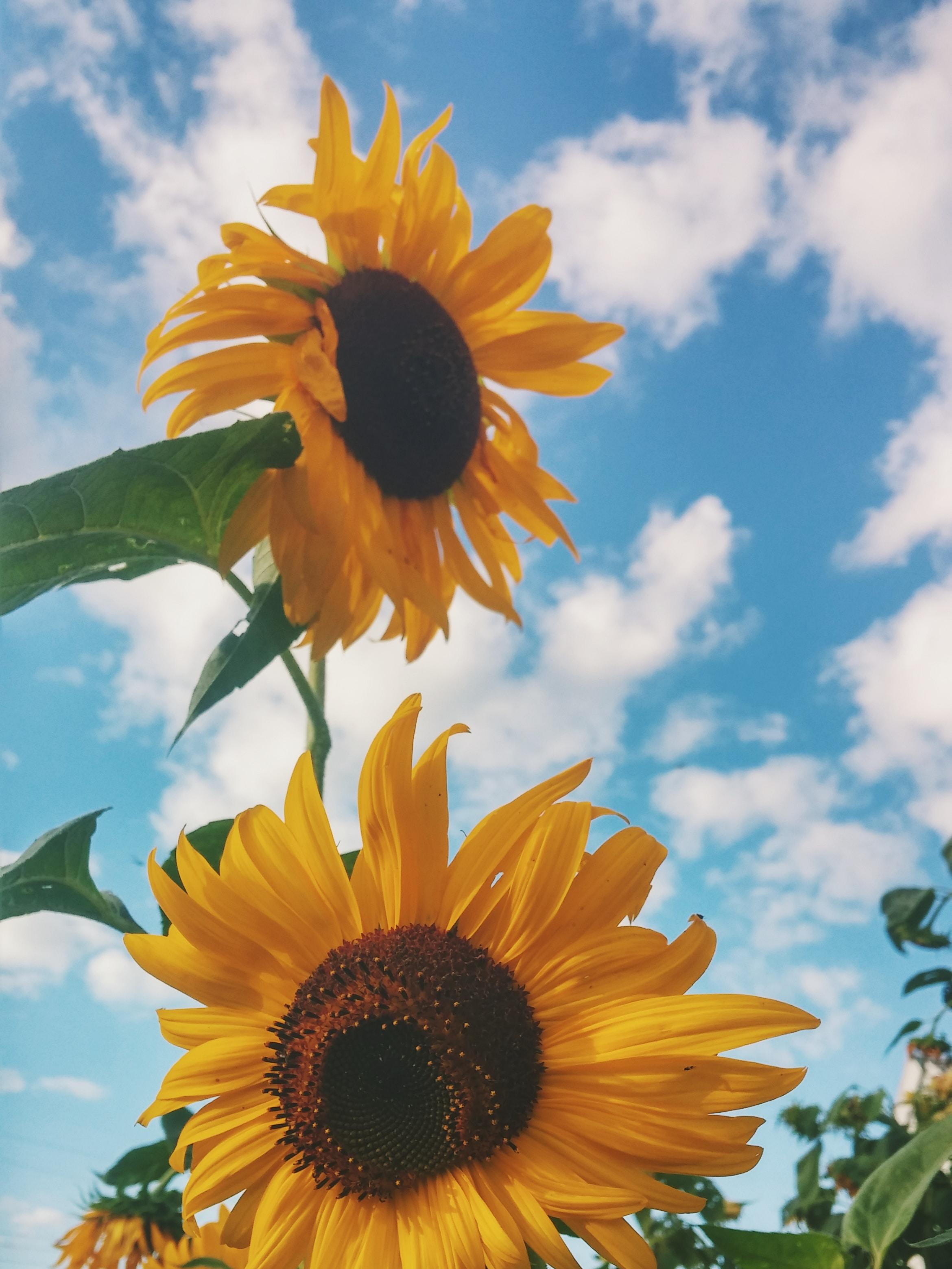 15 Excellent Sunflower Aesthetic Wallpaper Desktop You Can Use It At No