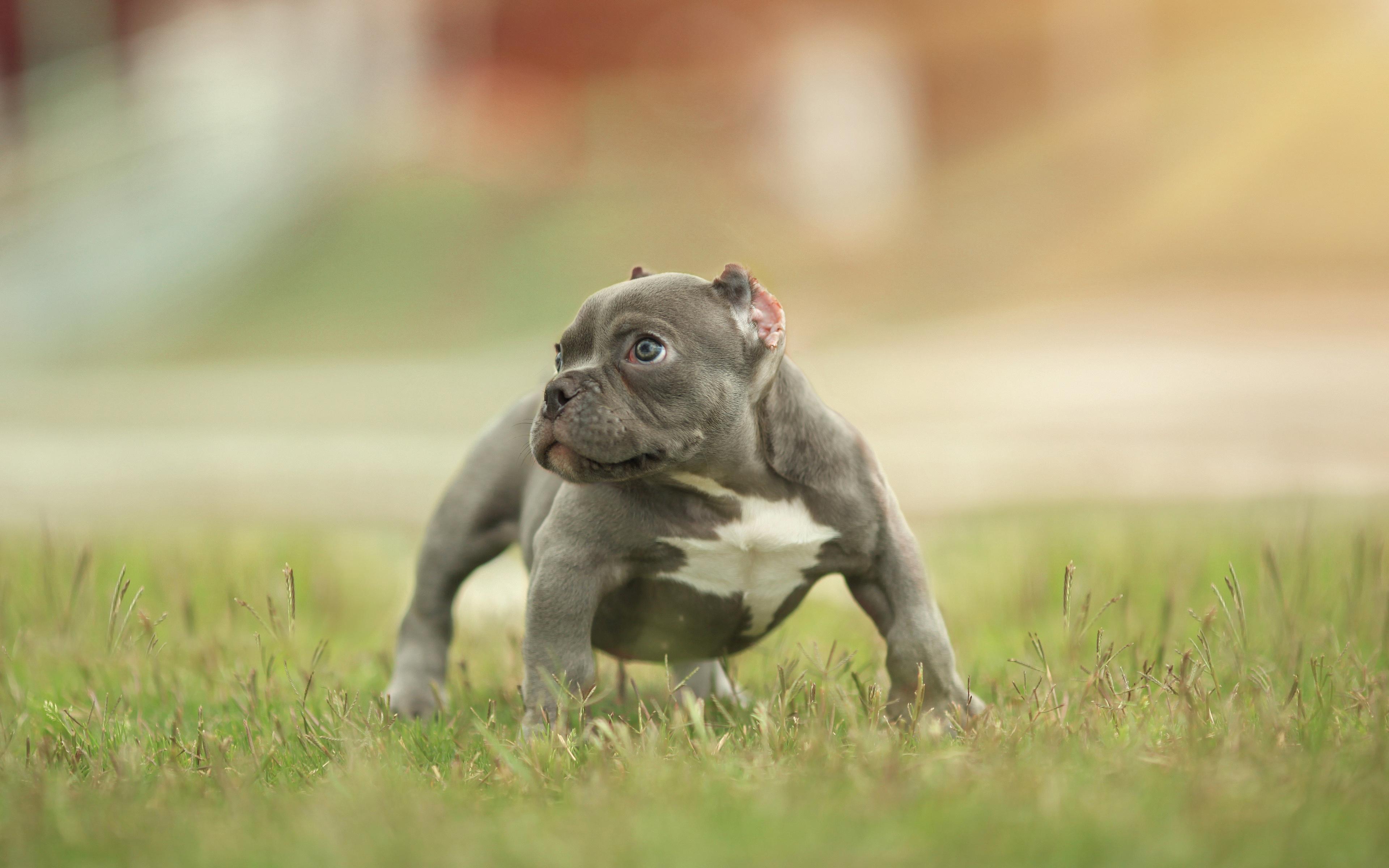 American Bully Dog Wallpapers - Wallpaper Cave
