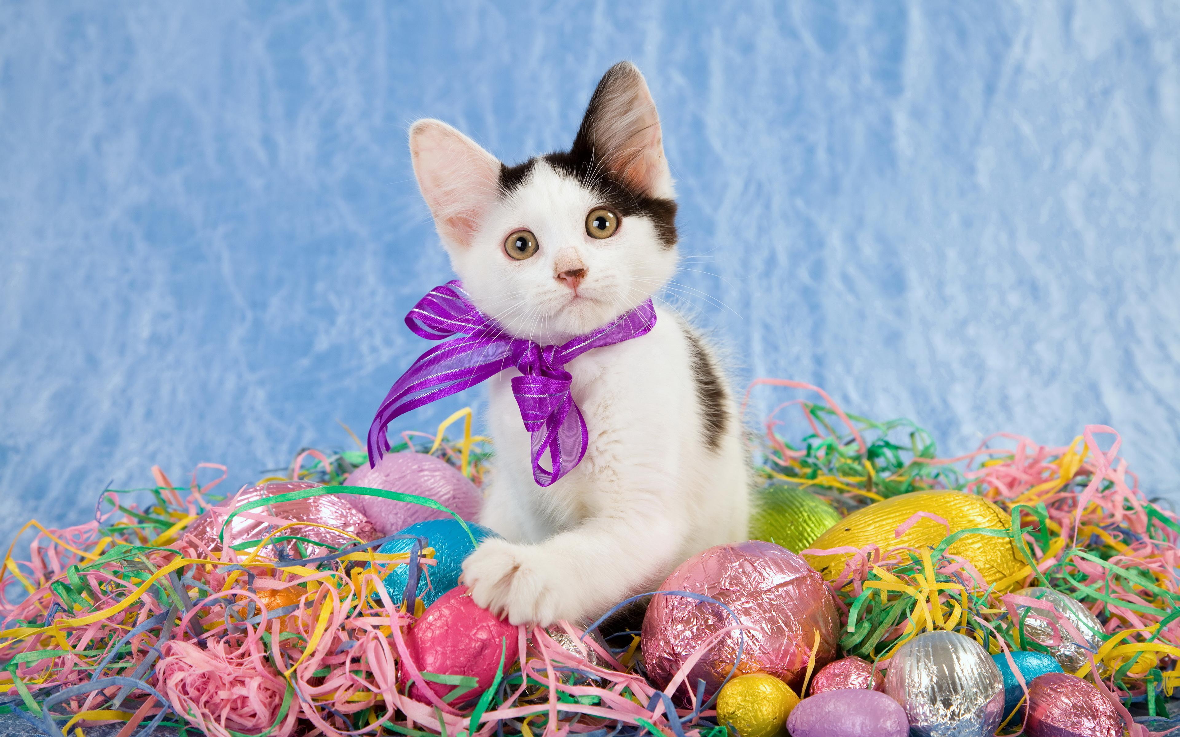 Desktop Wallpaper Easter Cats Eggs Bowknot Animals 3840x2400