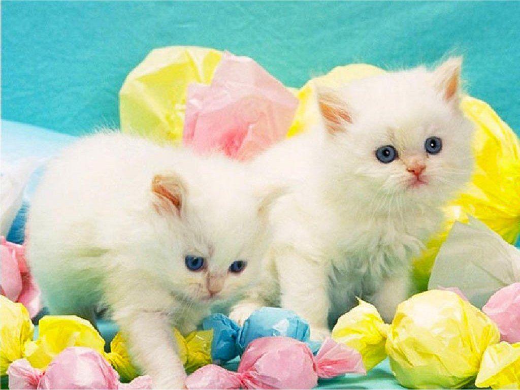Free download 45 Happy Easter Cat Wallpaper Download at