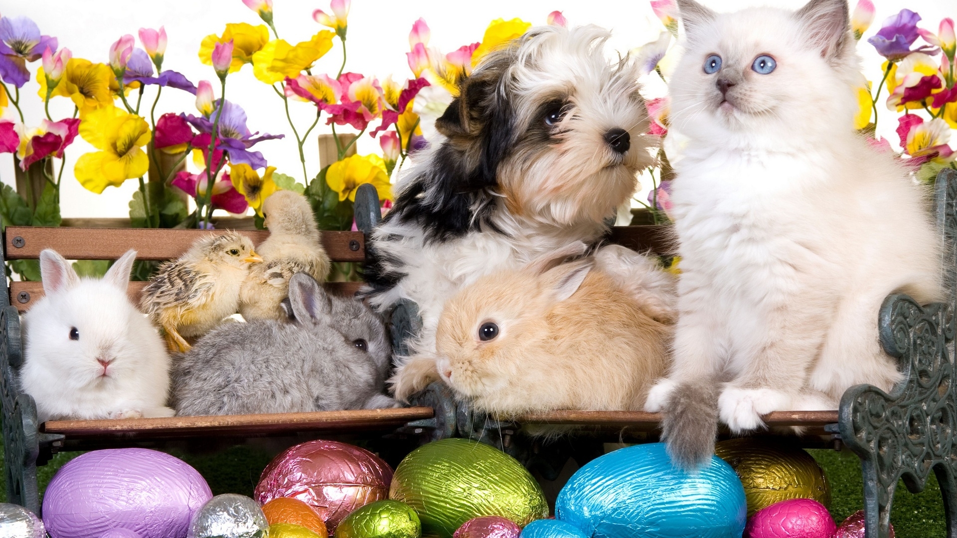 Free download Easter Cat Wallpaper HD Easter Image 1920x1200