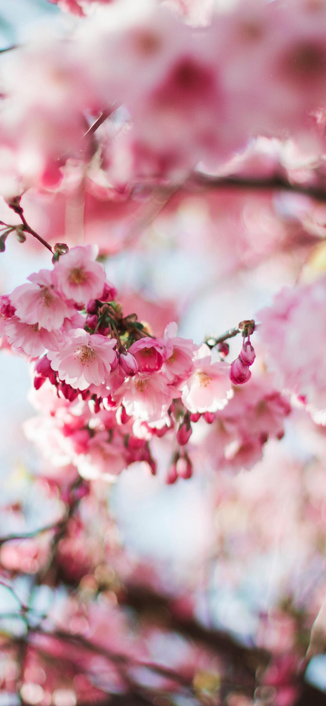 iPhone Wallpaper. Flower, Blossom, Pink, Spring, Cherry blossom