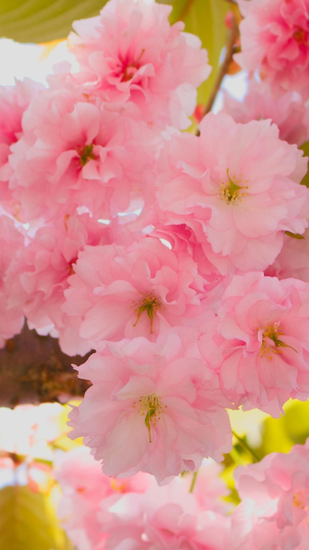 Cherry Blossom Japanese iPhone Wallpaper