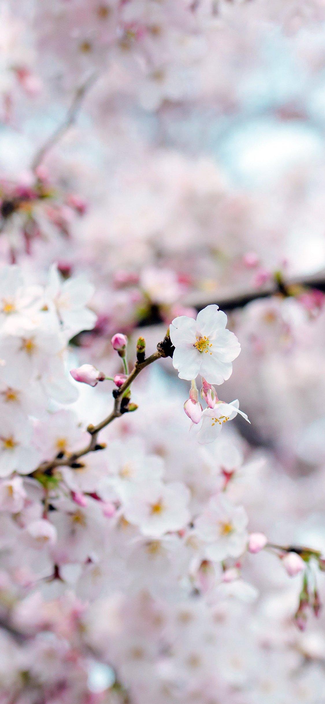 flower: iPhone Full HD Flower Cherry Blossom Nature Wallpaper