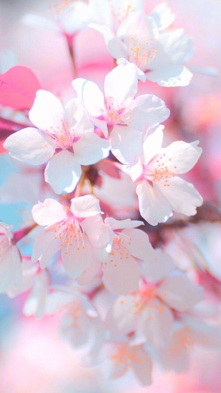 iPhone Wallpaper. Flower, Pink, Blossom, Petal, Cherry blossom